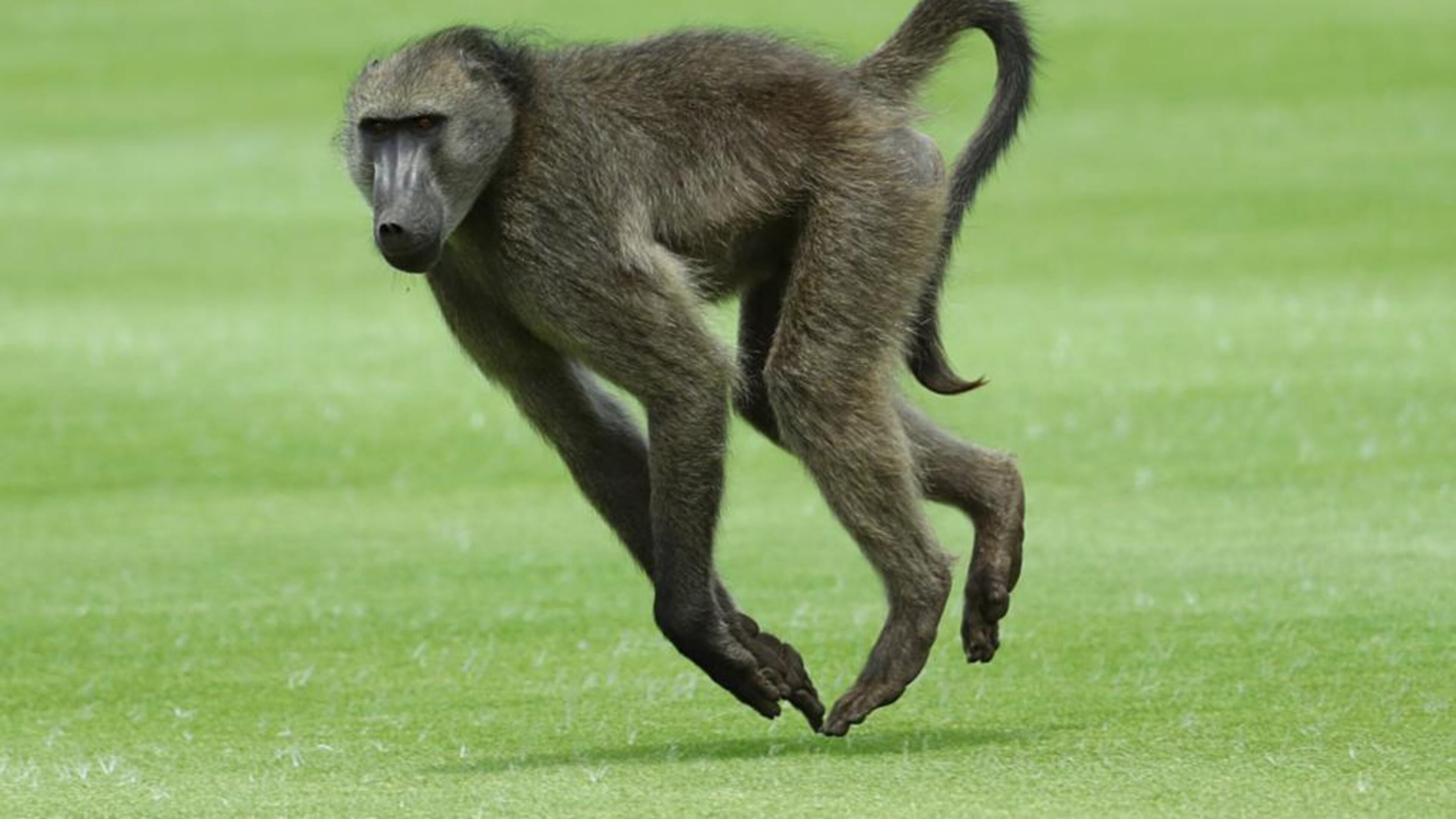 File photo. (Photo by Warren Little/Getty Images)