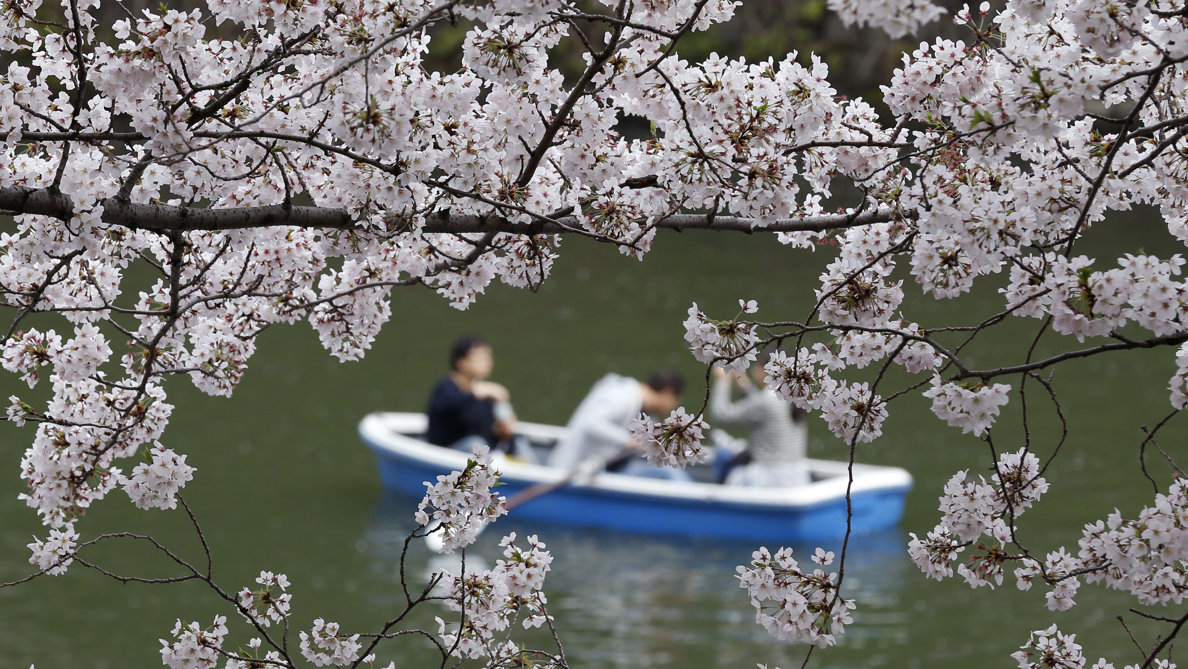 People row their boat under cherry blossom at Imperial Palace moat in Tokyo. Cherry blossom viewing, or “hanami,” is an annual ritual that takes many forms. (AP Photo/Shizuo Kambayashi, File)
