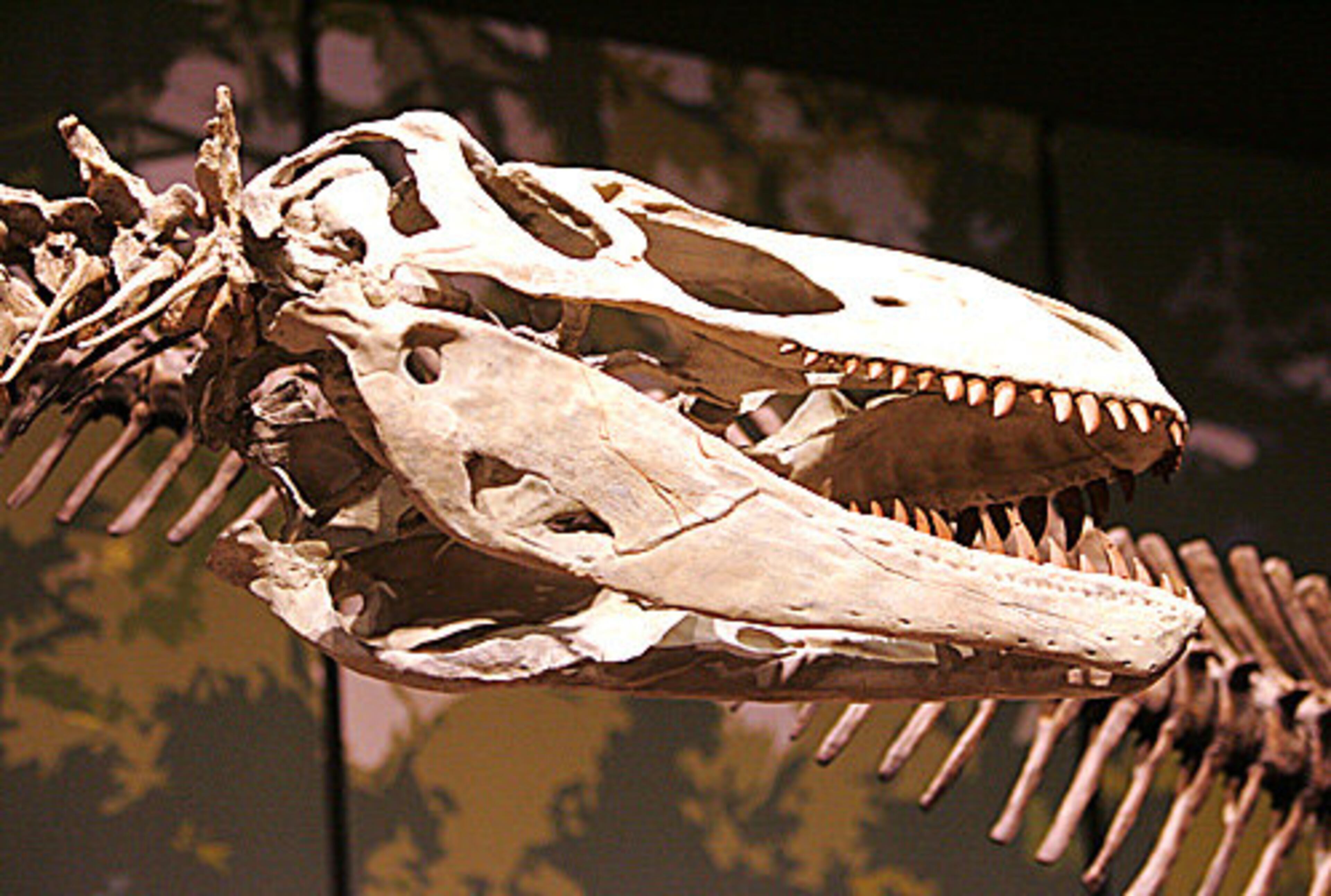 Appalachiosaurus is one of the exhibits at Tellus. The 120,000 square foot museum will feature four main galleries.