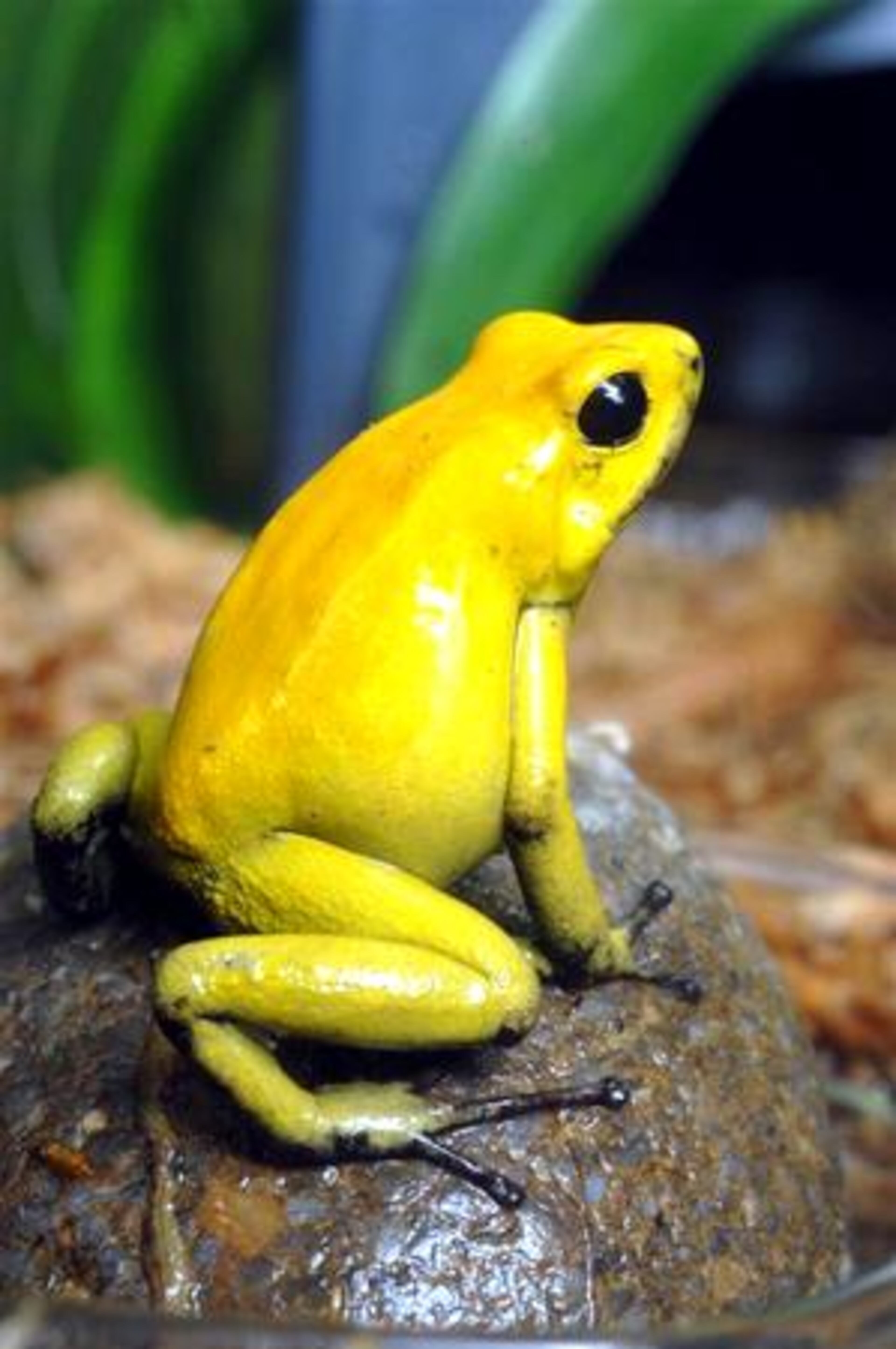 The Black-legged Dart Frog, also known as the bicolored dart frog, is the second most toxic of the wild poison dart frogs. This species obtained its name due to its normally yellow or orange body with black or dark blue hindlegs and forelimbs below the elbow. It lives in the lowland forests of western Colombia.