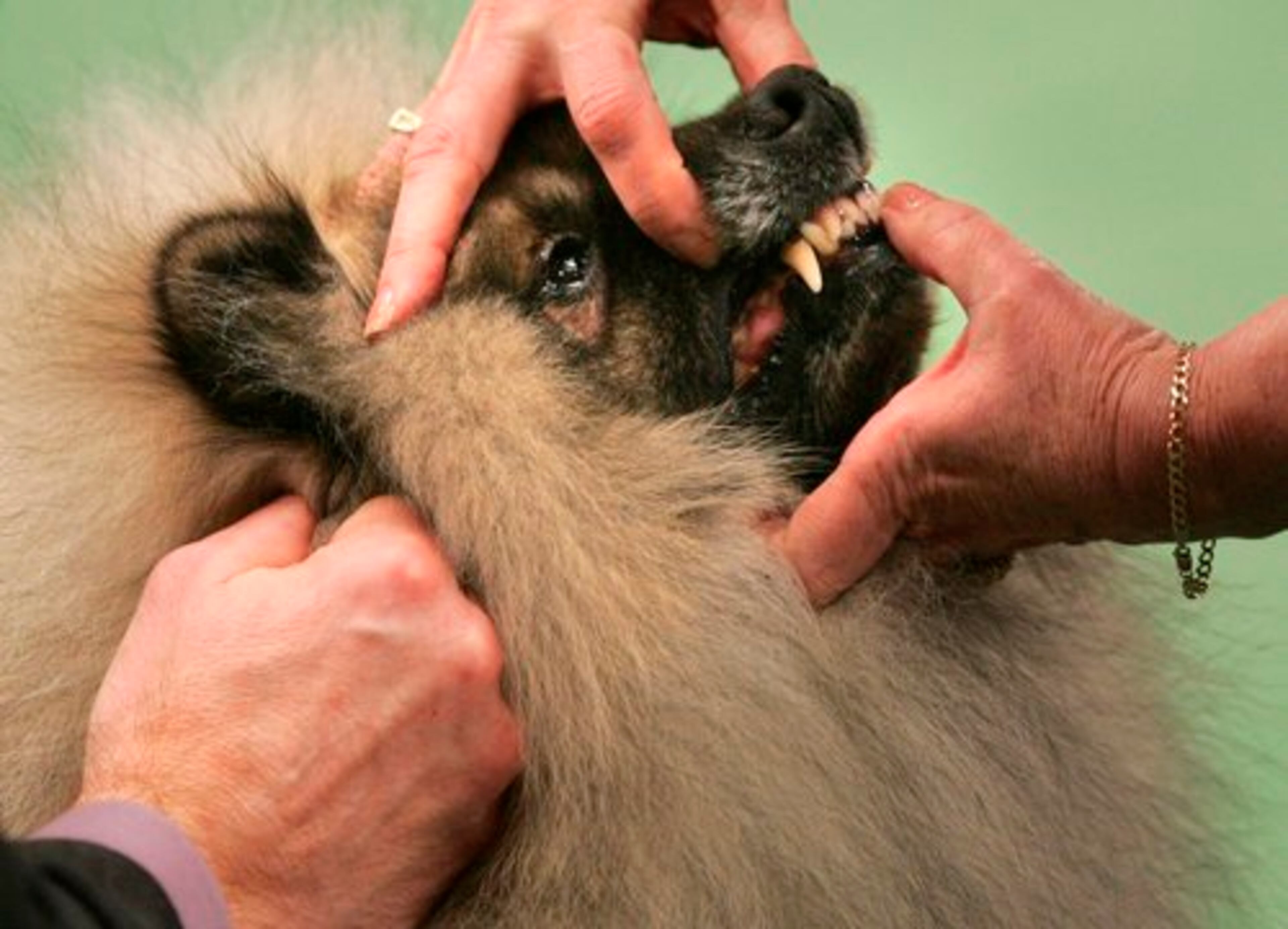 "Hey, watch those hands!" A judge looks at the teeth of a keeshond named Daimler's Caviar Dreams.