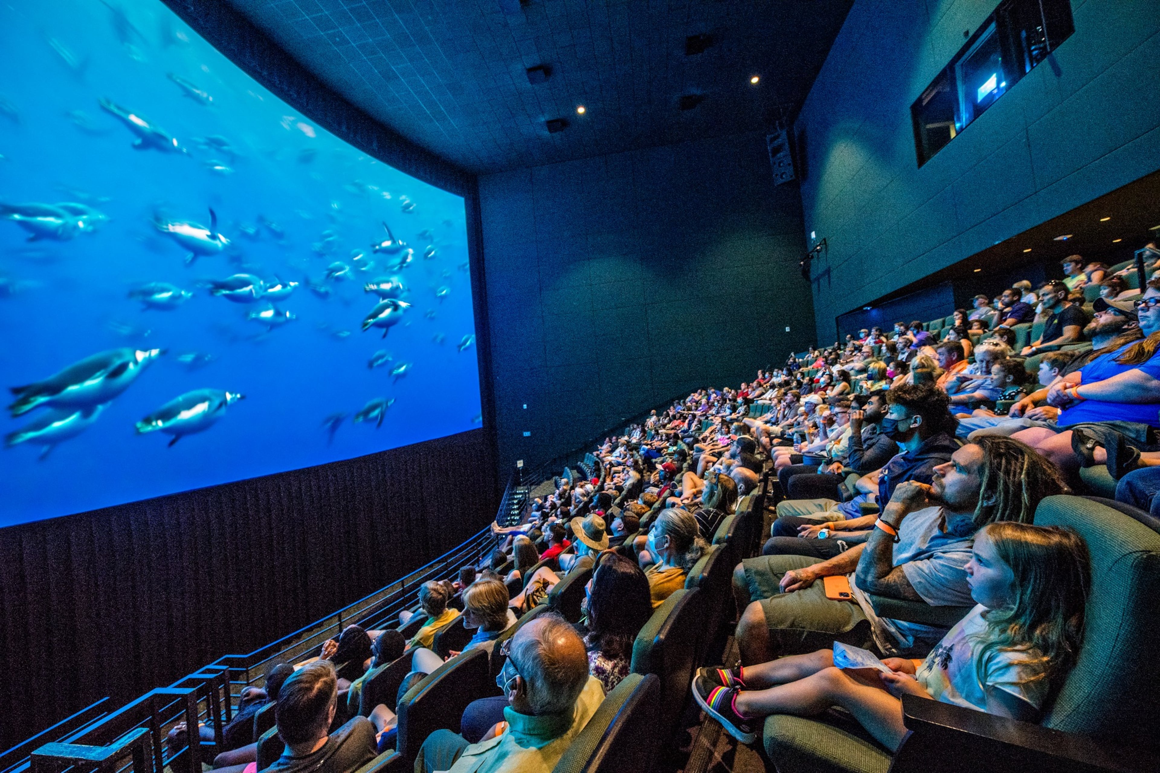 "Coral Sea" will screen at Fernbank Muesum's Giant Screen Theater in conjunction with the opening of new exhibit "Turtles" starting June 7. (Courtesy of Fernbank Museum)