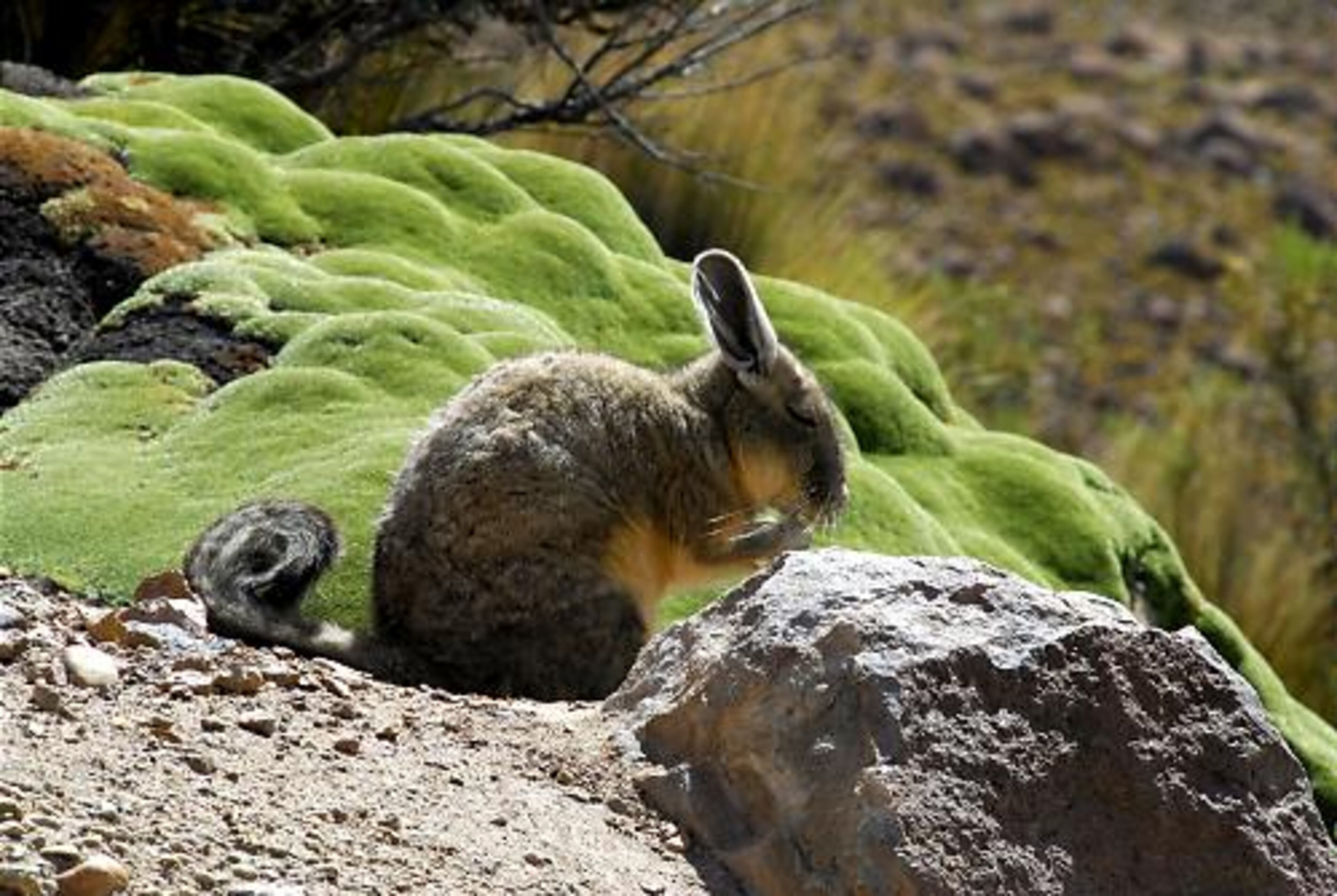 Vizcachas are small rodents that live in colonies at high altitudes on the Chilean altiplano. They have thick fur and a long tail, the result of an unholy union between a rabbit and a small dog.