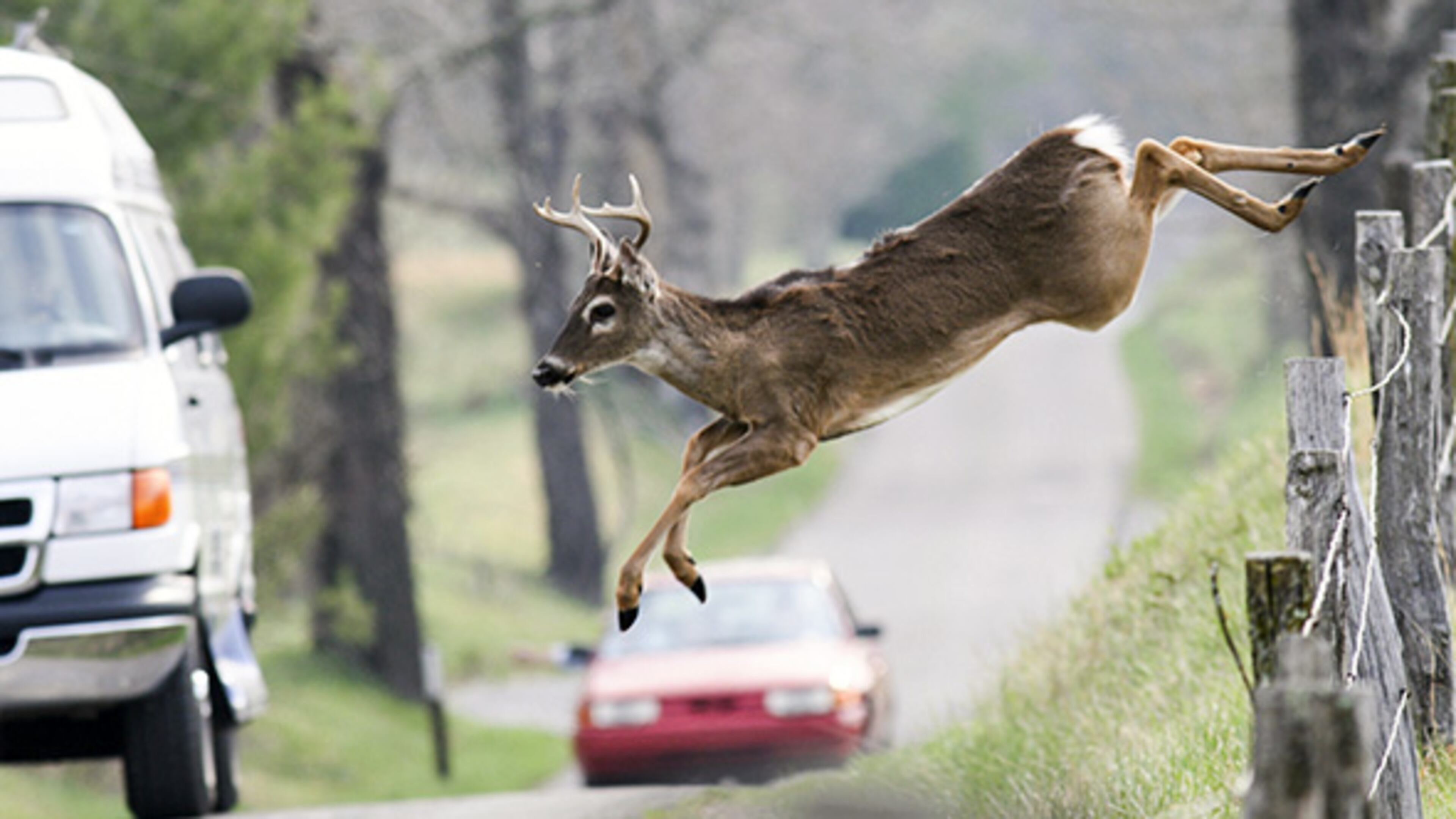 Mating season this fall means more active deer and greater risk of auto accidents. File Photo