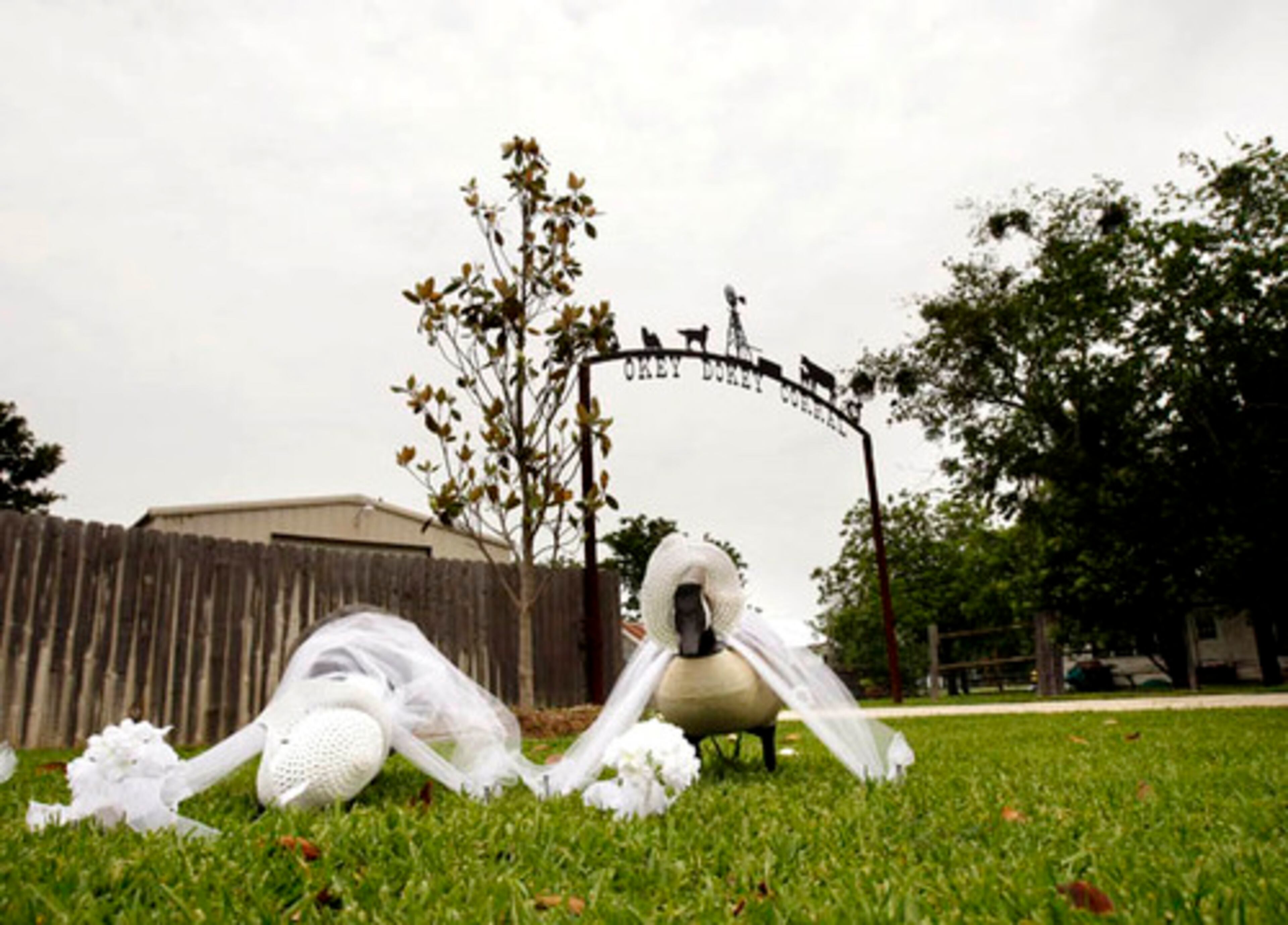 Ornamental lawn geese are decorated in honor of the upcoming wedding.