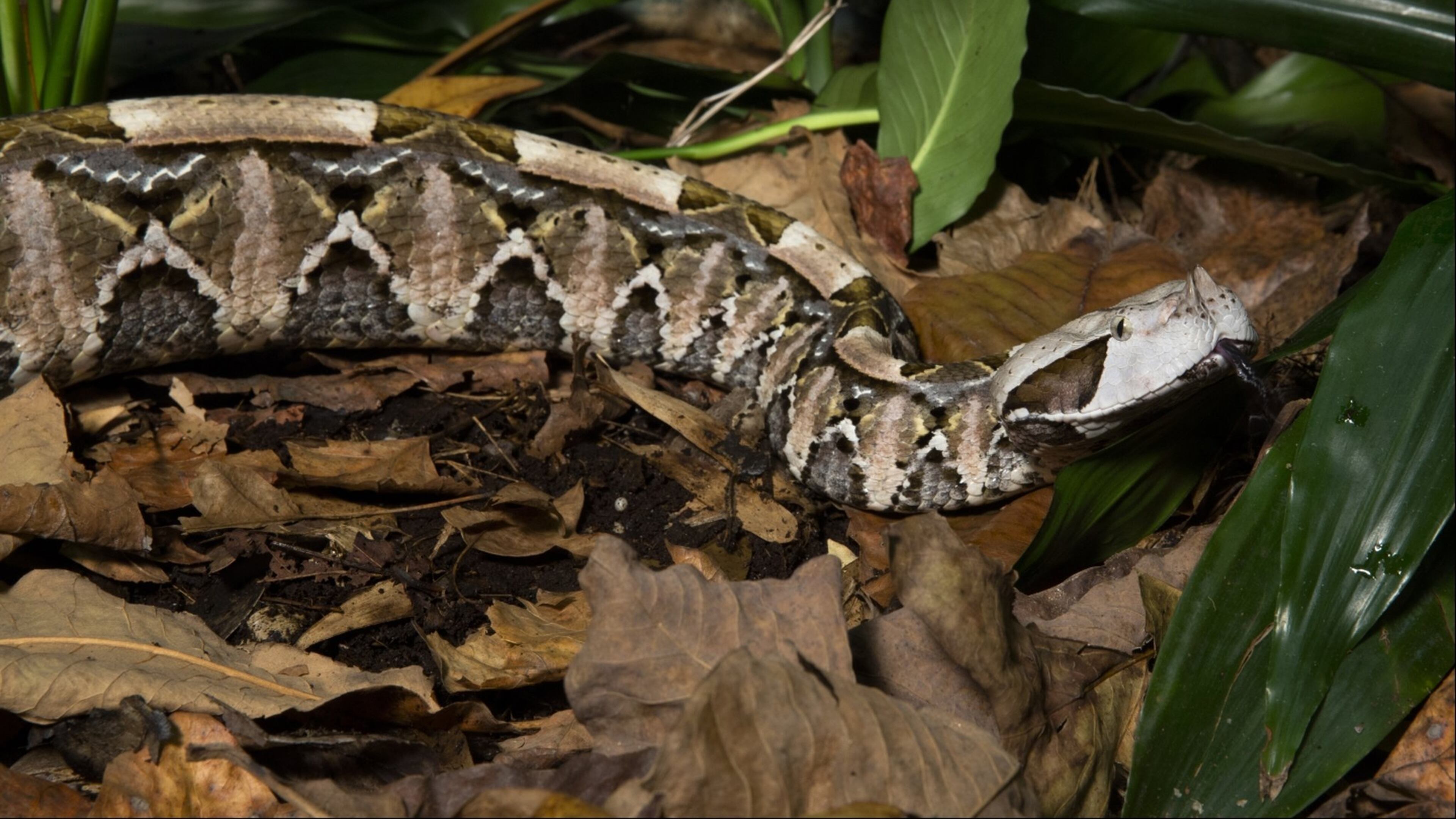 Gaboon Viper