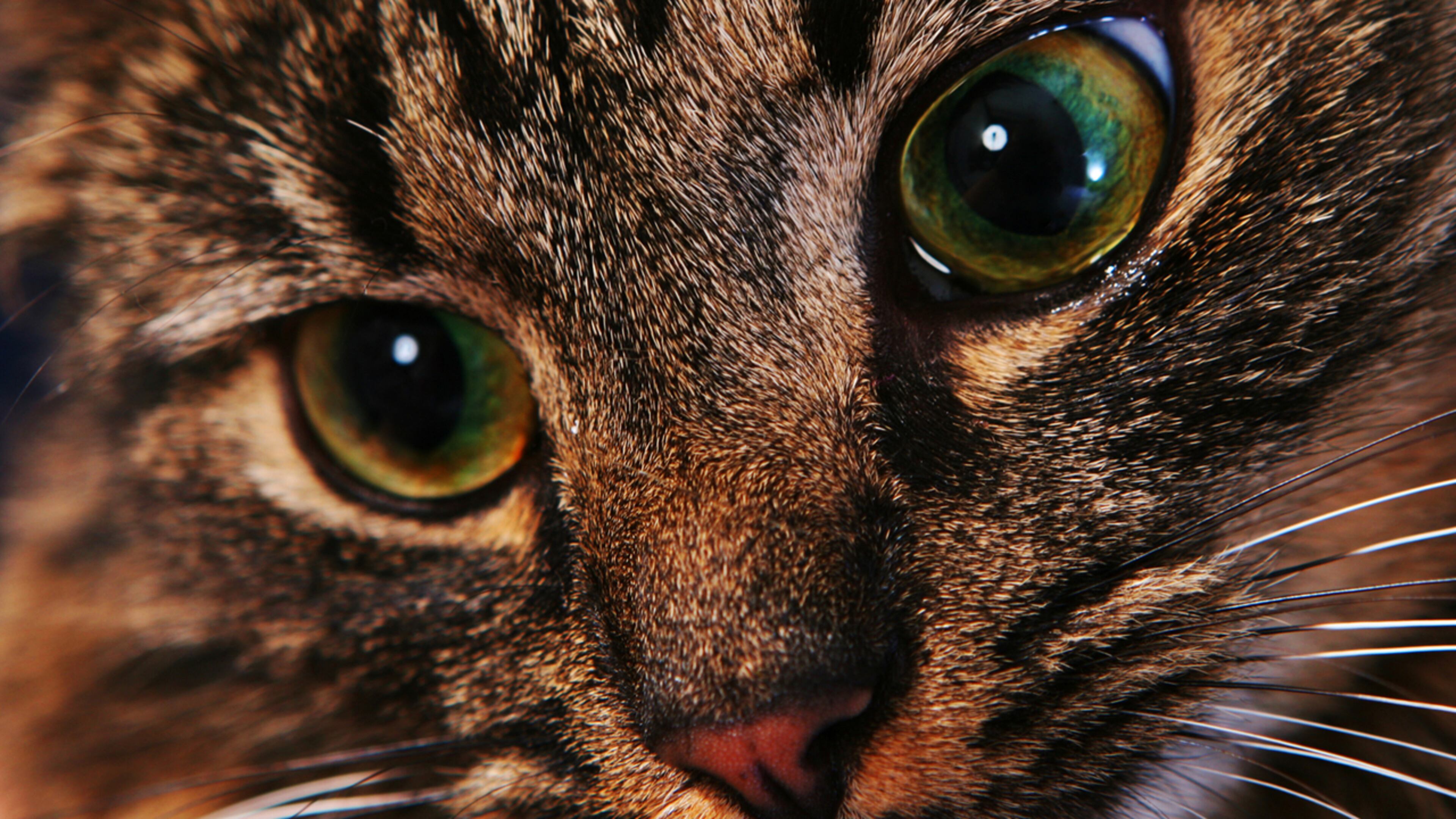 FILE PHOTO: A cat who has lived at a San Francisco fire station for more than 4 years has had to find a new home.