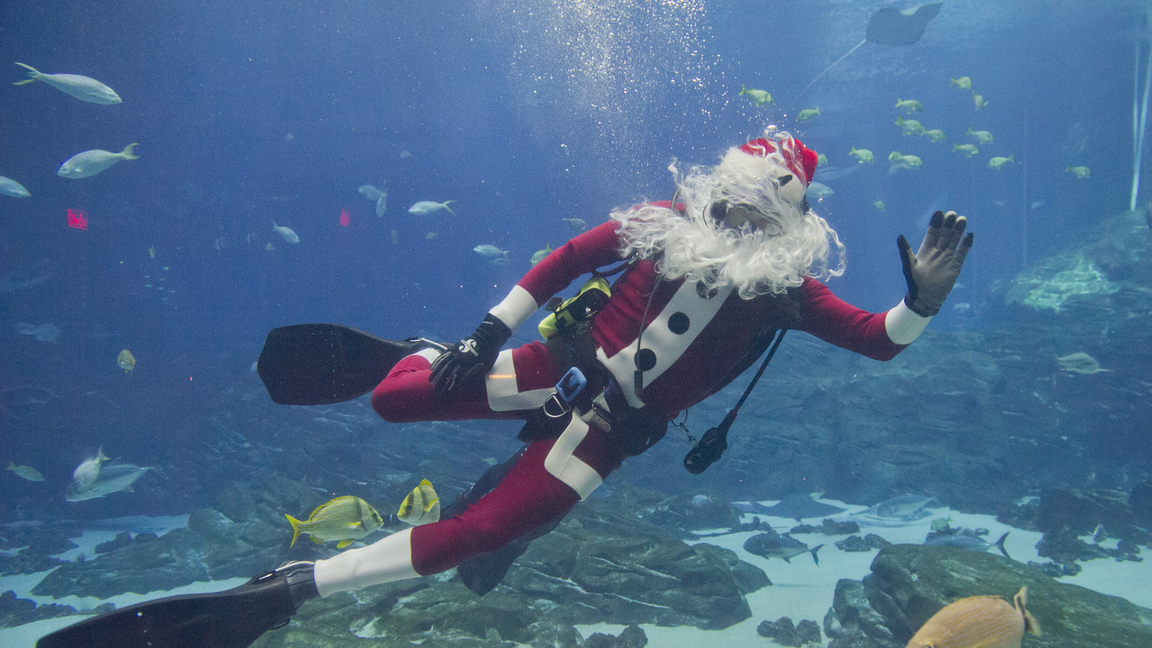 Scuba Claus has a specially-designed wetsuit that keeps him warm in the chilly waters of the Ocean Voyager exhibit at the Georgia Aquarium. He welcomes crowds and chats with children (through the glass) during dive shows Thursdays through Sundays. FILE PHOTO