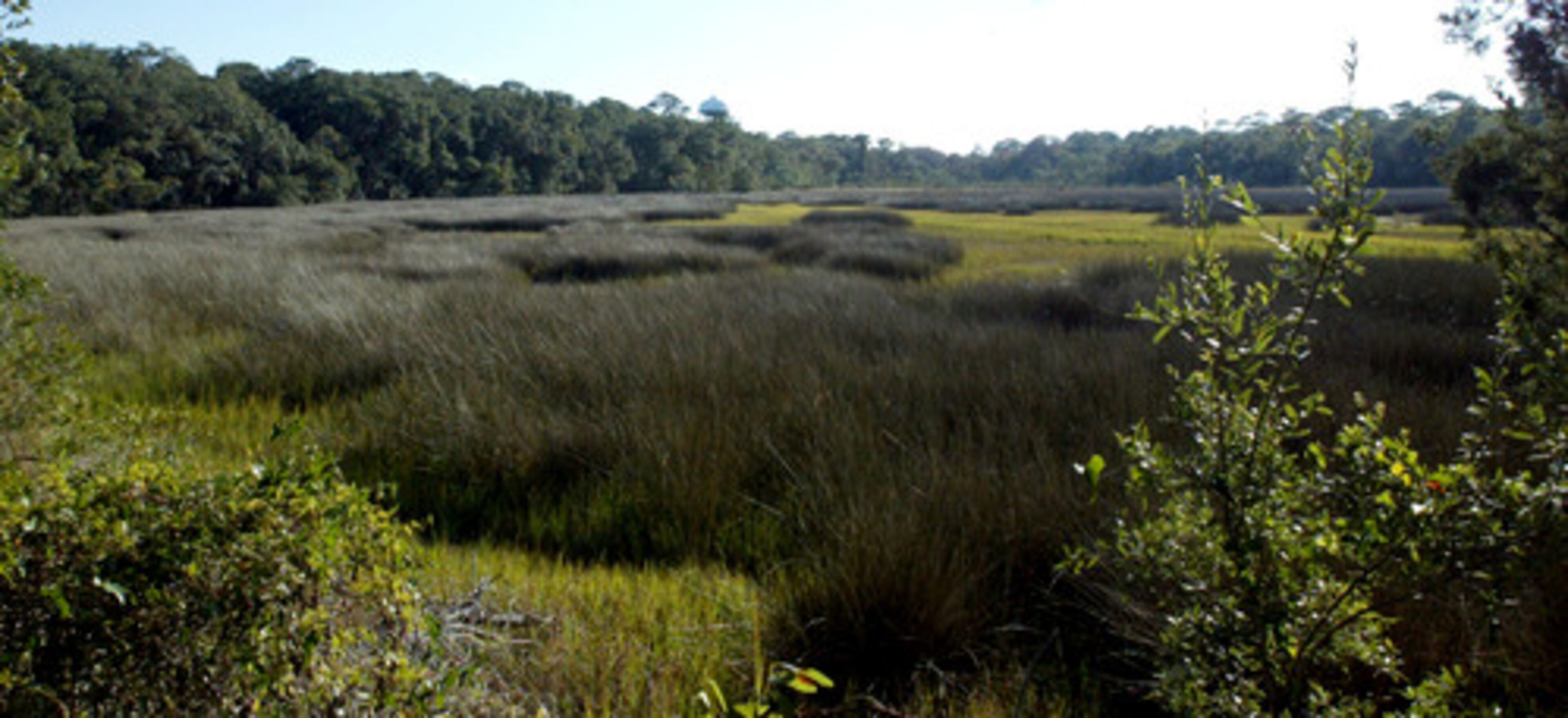 Undeveloped marshes are part of Jekyll Island's natural beauty.