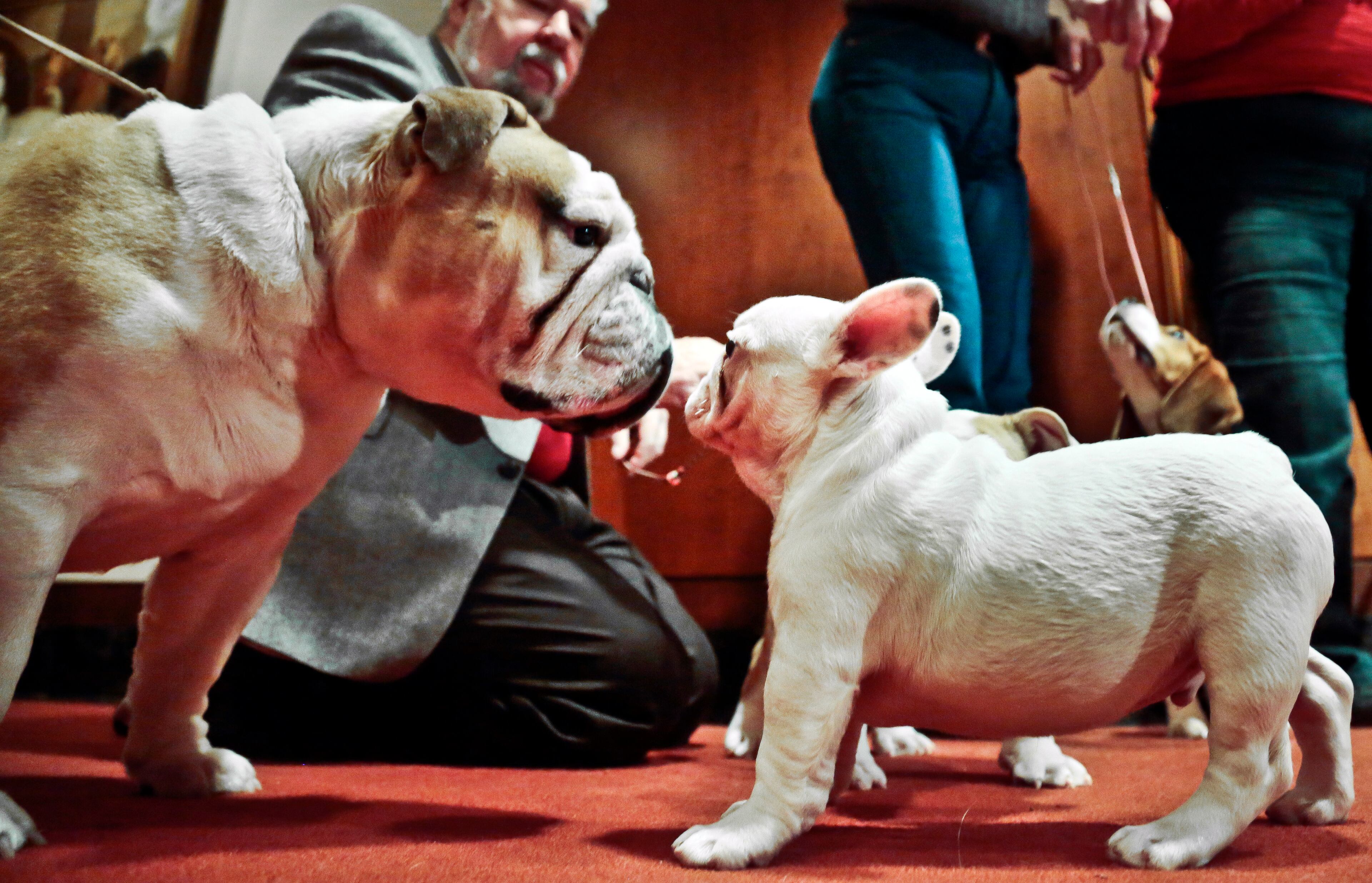 English bulldog Cassidy, left, 3, of Smithtown, N.Y., and French bulldog puppy Snowman, 12 weeks, of Boston, Ma., face each other during a news conference on Friday, Jan. 31, 2014, in New York. The French bulldog has rocketed up the rankings to the nation's 11th most popular purebred after its numbers more than quadrupled in the last 10 years. (AP Photo/Bebeto Matthews)