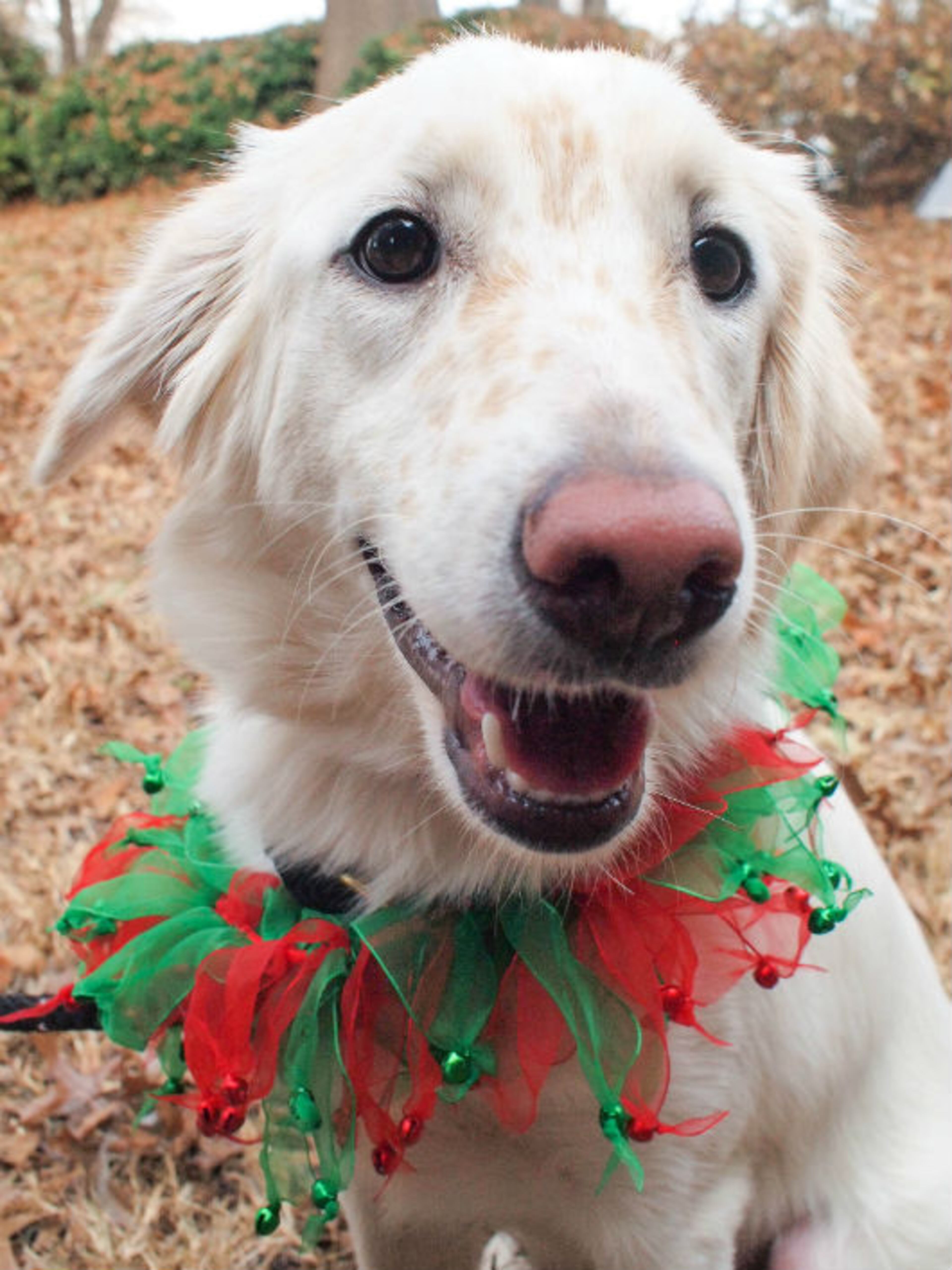 Give an animal a loving home this holiday. Fluffy is available for adoption at the Howell Mill location of the Atlanta Humane Society. Atlanta Humane Society places approximately 8,000 animals into forever homes each year. For additional information, please email contact@atlantahumane.org.