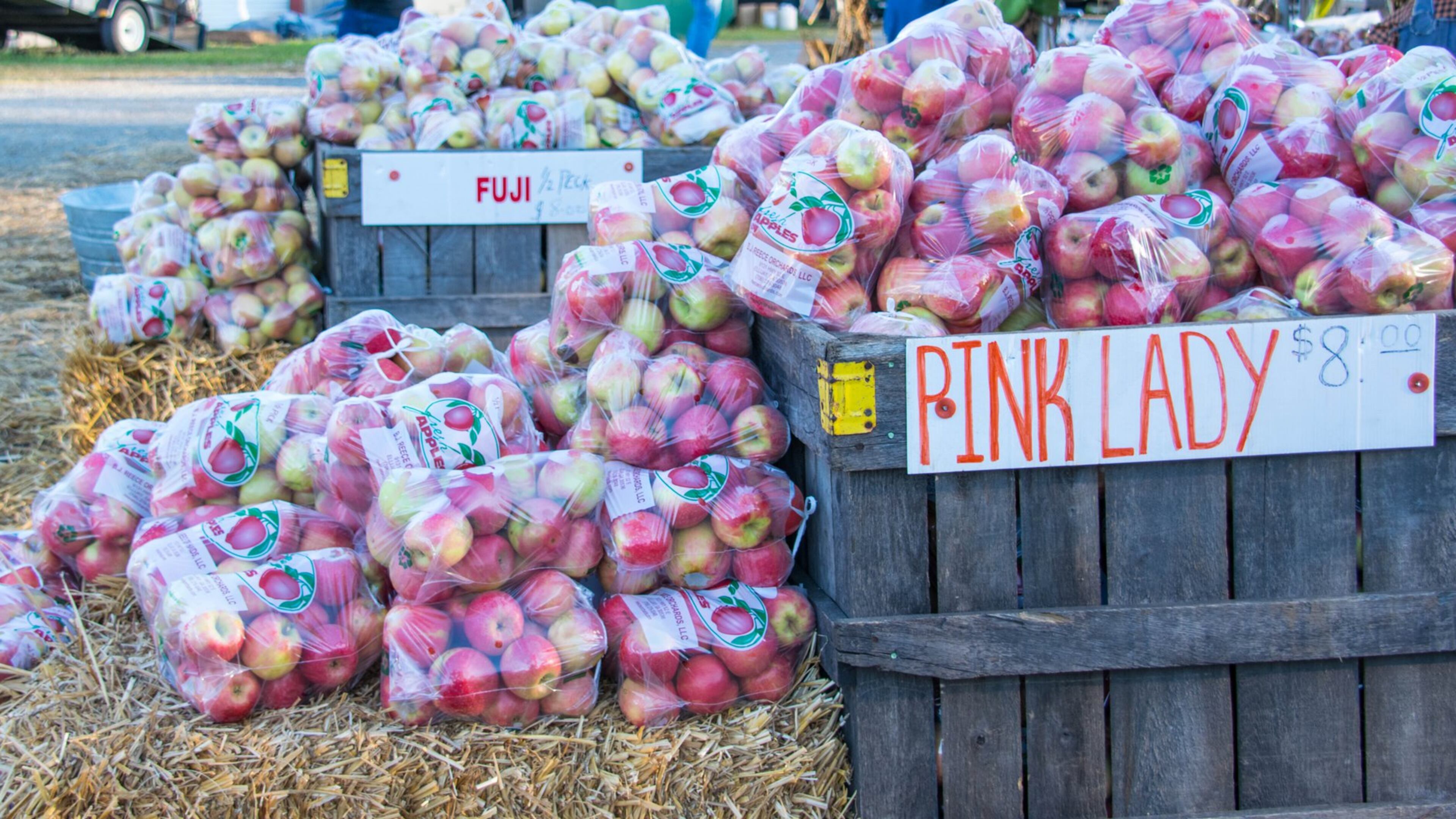 The Georgia Apple Festival in Ellijay honors tree-ripened mountain apples throughout two weekends. Contributed by Georgia Apple Festival