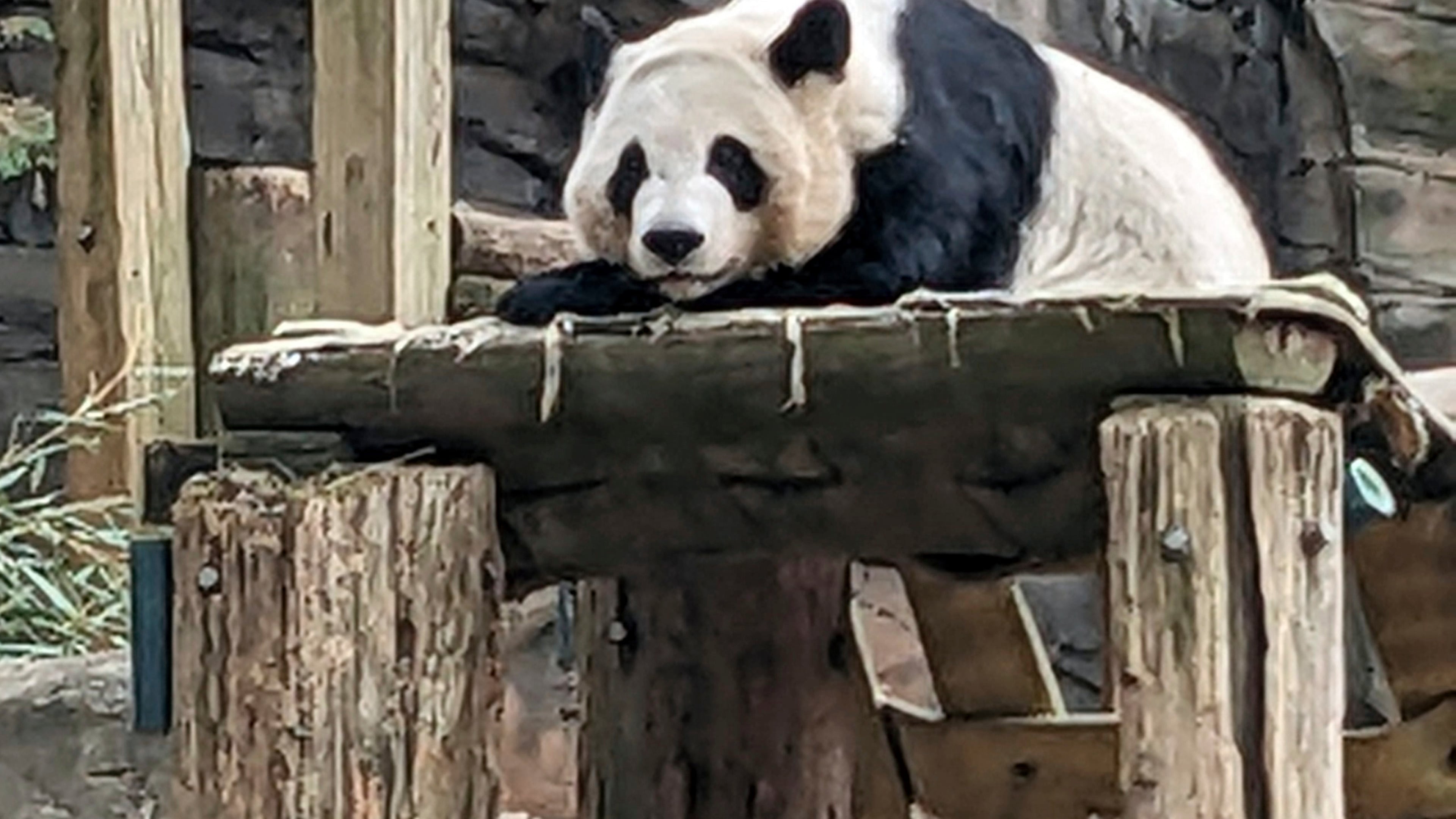 FILE - One of four panda bears at Zoo Atlanta rests in their habitat on Dec. 30, 2023, in Atlanta. (AP Photo/Kate Brumback, File)