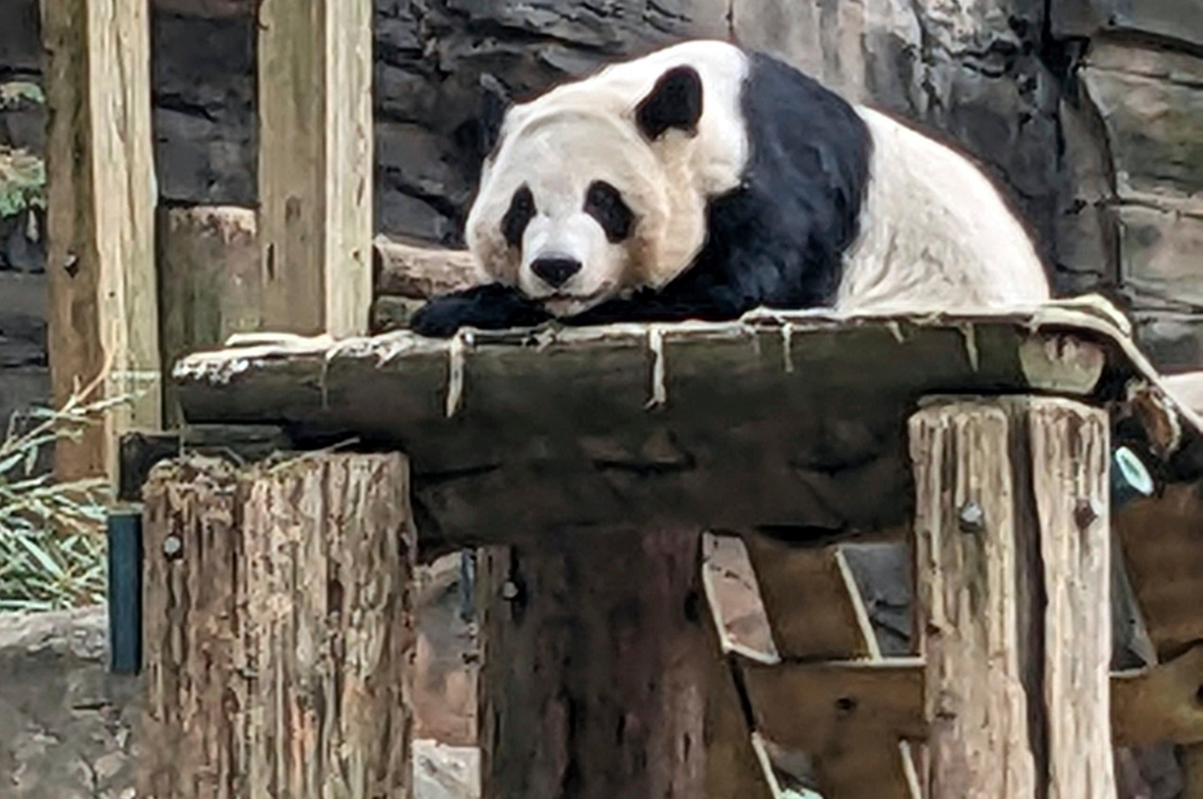China US Pandas