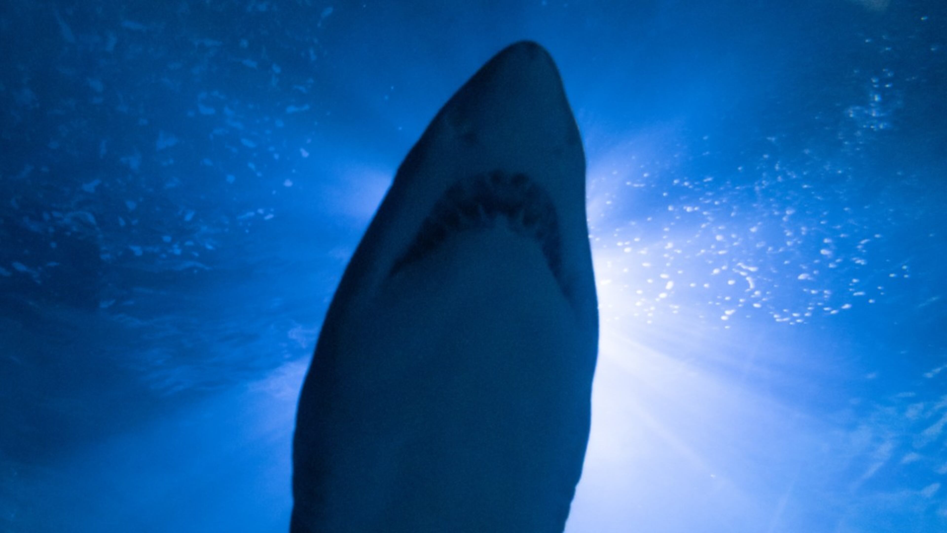 A North Carolina man says he fought off a shark that attacked his teenage son.