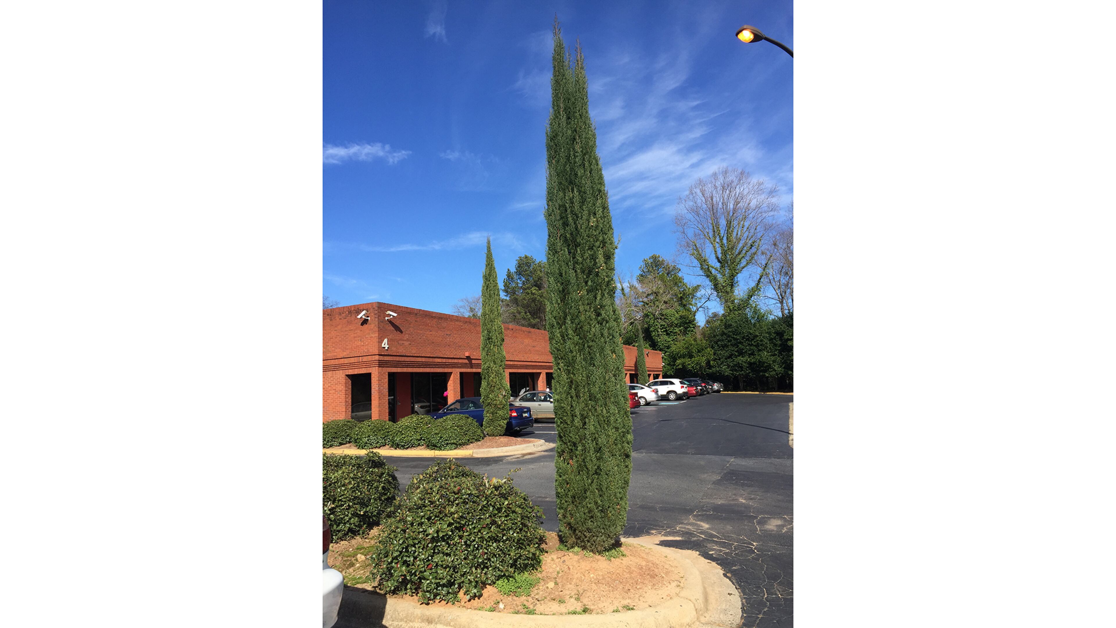 These relatively young Italian cypress trees will continue to look great if their demands for sun, wind, adequate water and mite control are met. Otherwise, they soon look ragged. (Walter Reeves for The Atlanta Journal-Constitution)