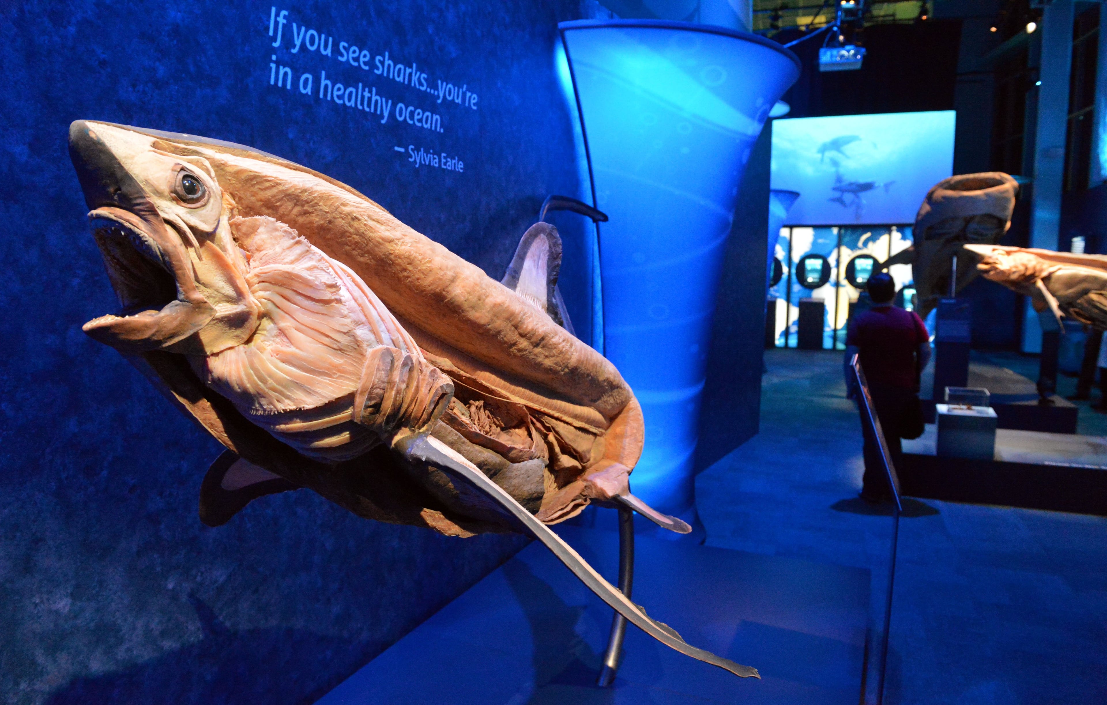 The thresher shark exhibit. The Sea Monsters exhibit at the Georgia Aquarium uses the same "plastination" technique familiar to those who've seen preserved human bodies in the "Bodies" exhibit to create detailed, partially-dissected sea creatures. KENT D. JOHNSON / KDJOHNSON@AJC.COM