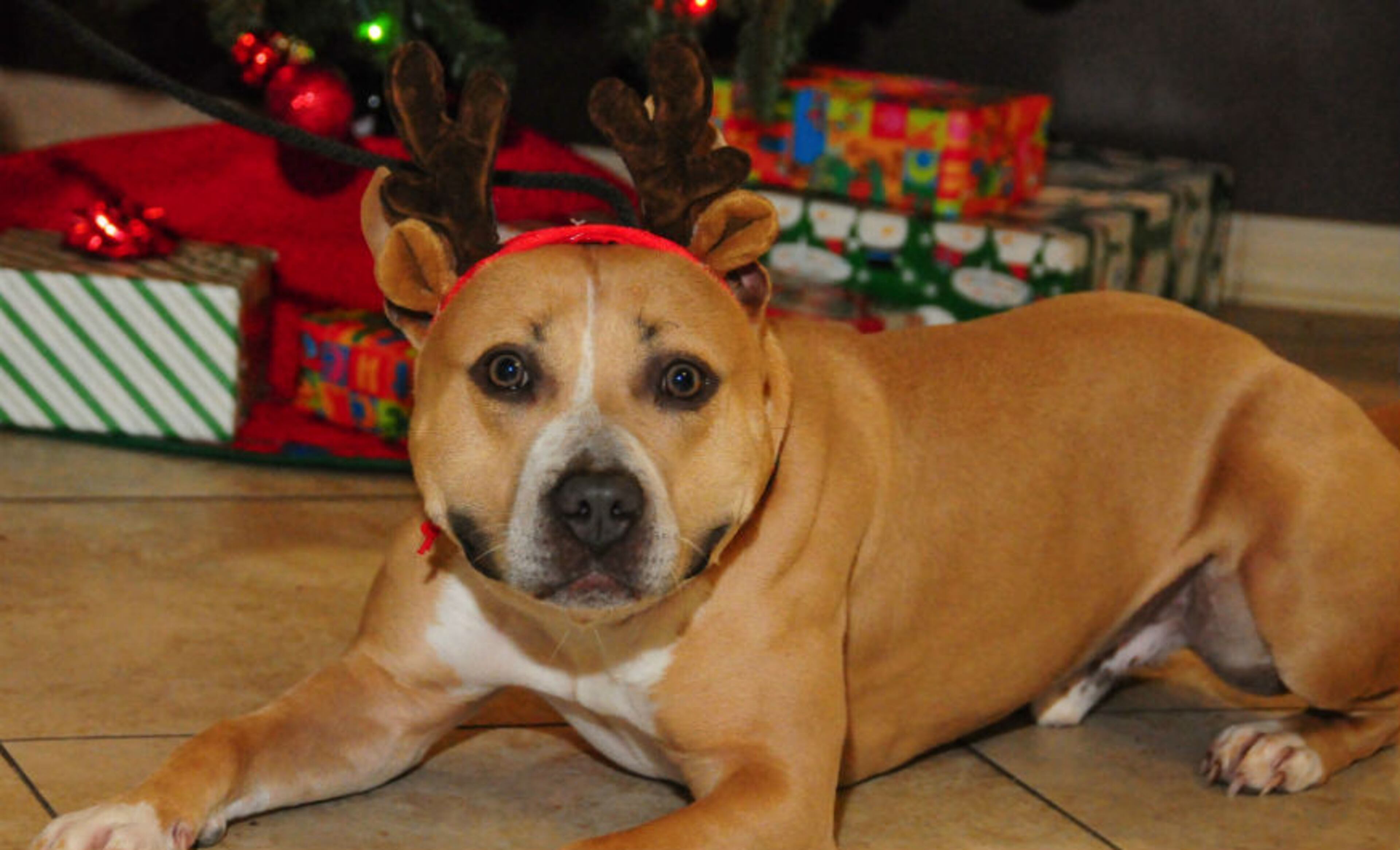 Give an animal a loving home this holiday. Poncho is available for adoption at the Mansell location of the Atlanta Humane Society. Atlanta Humane Society places approximately 8,000 animals into forever homes each year. For additional information, please email contact@atlantahumane.org.