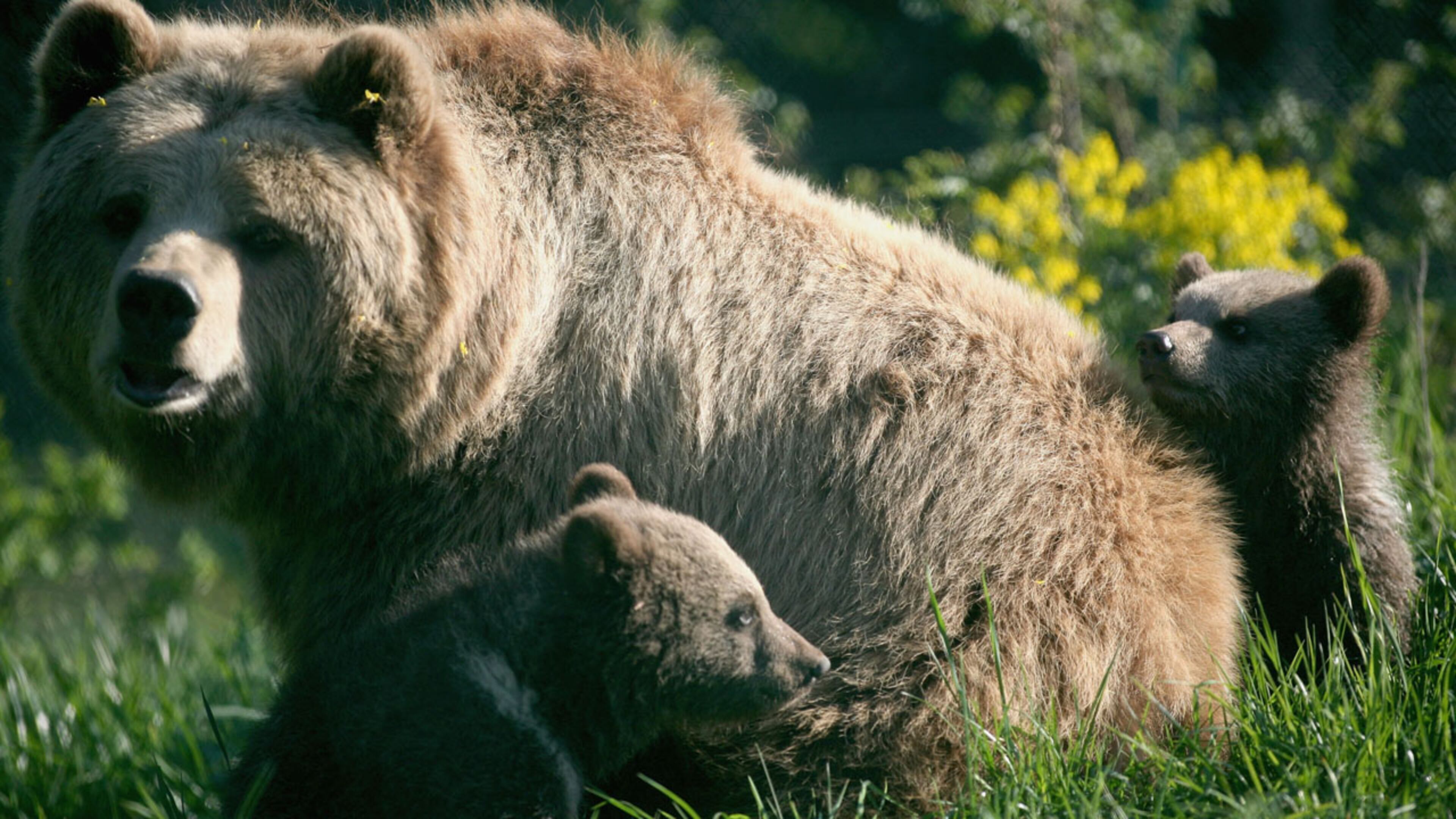 FILE PHOTO: A man and two companions could face charges when they entered a restricted area of an Alaskan National Park to snap a selfie with feeding bears.