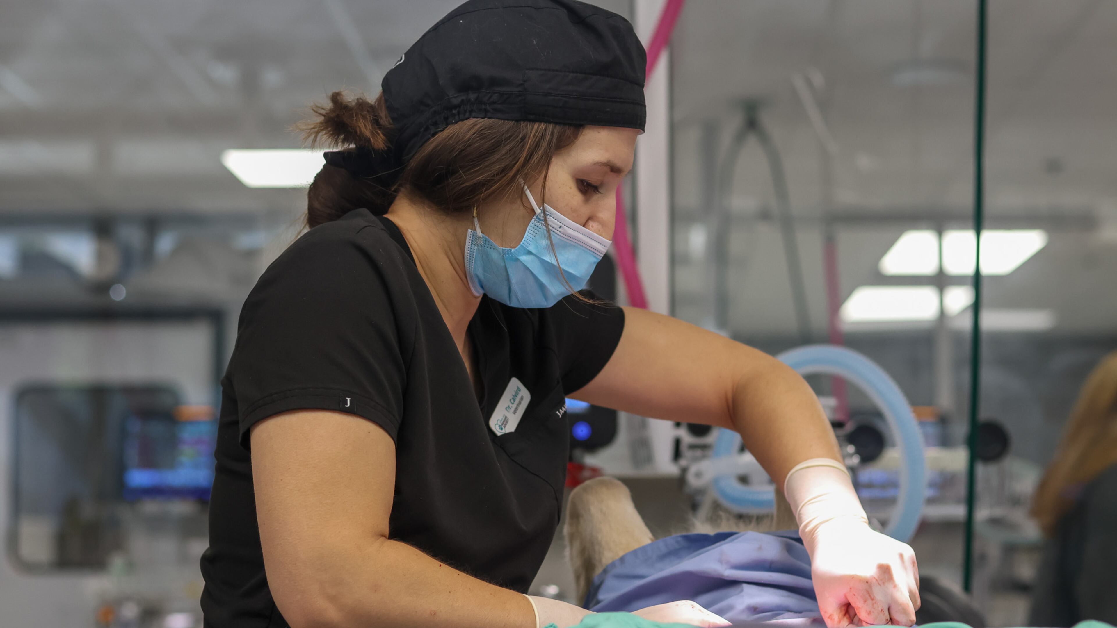 Dr. Amanda Calvird, 31, preforms a surgical procedure as a veterinarian at the Athens Area Humane Society where she routinely provides affordable surgeries, wellness checks and emergency care for the Athens area and partnering shelters on Wednesday, Nov. 1, 2023 in Athens, Georgia. (Photo Courtesy of Samantha Hurley)