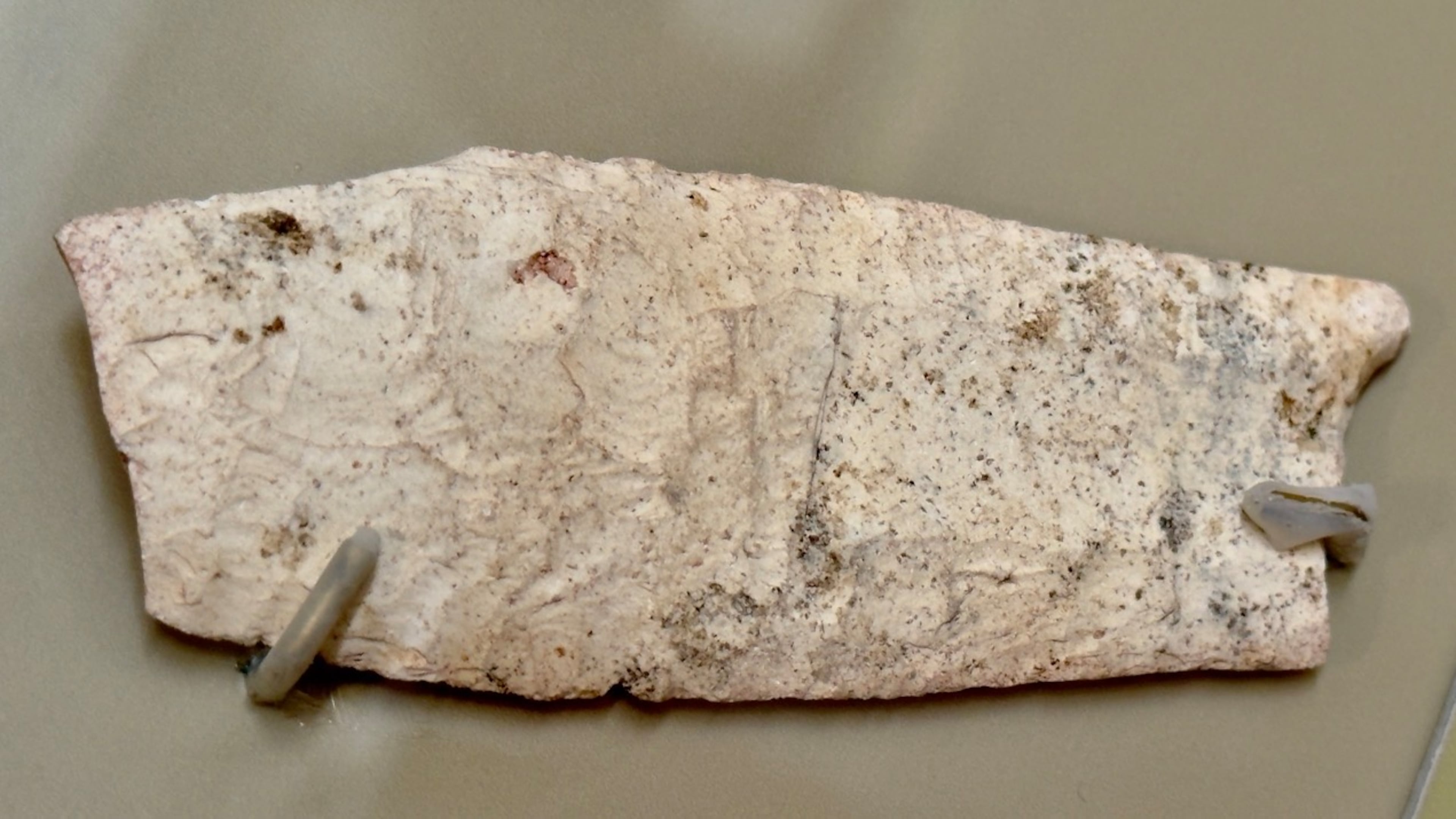 An image of the portion of a Clovis point or spear tip from around 9,000 B.C., which was found in 1935 during excavations at what is now the Ocmulgee Mounds National Historical Park in Macon. It is now on display in the park's visitor center and is shown here, secured to a panel by tiny prongs, enclosed in an observation case. (Joe Kovac Jr./AJC)
