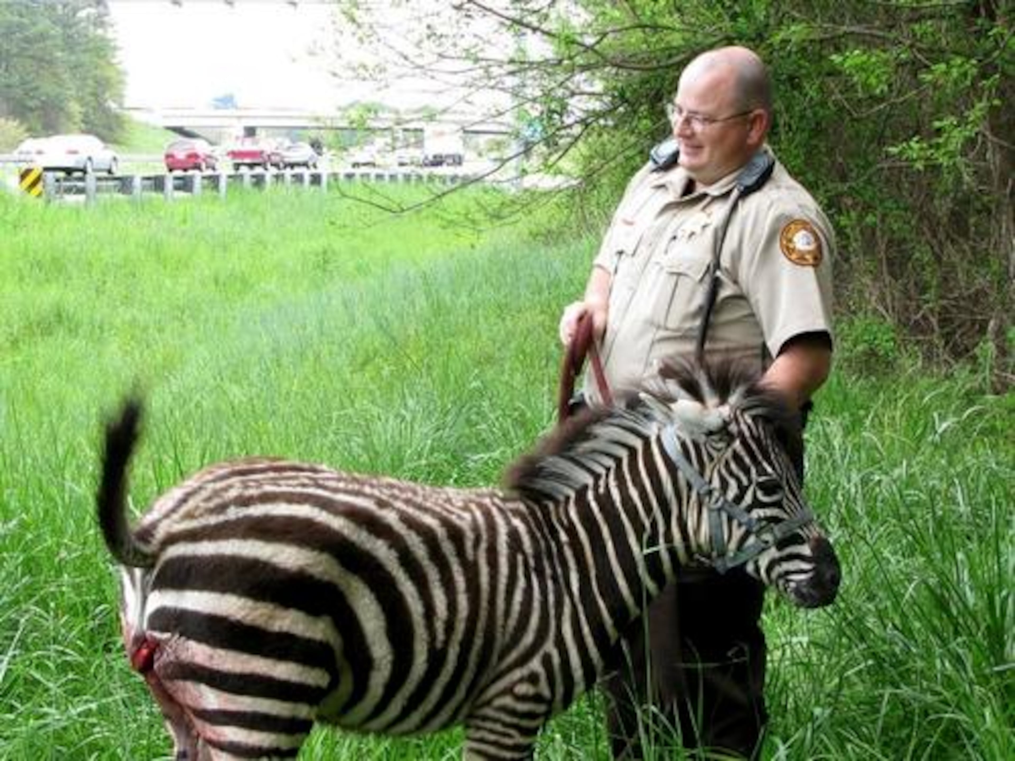 A severely injured baby zebra was seen eating grass near the 201 exit on I-75 in Butts County on Tuesday. In this photo, deputy Zane Perry leads the zebra away from the highway. You can see the injury on his rear leg.