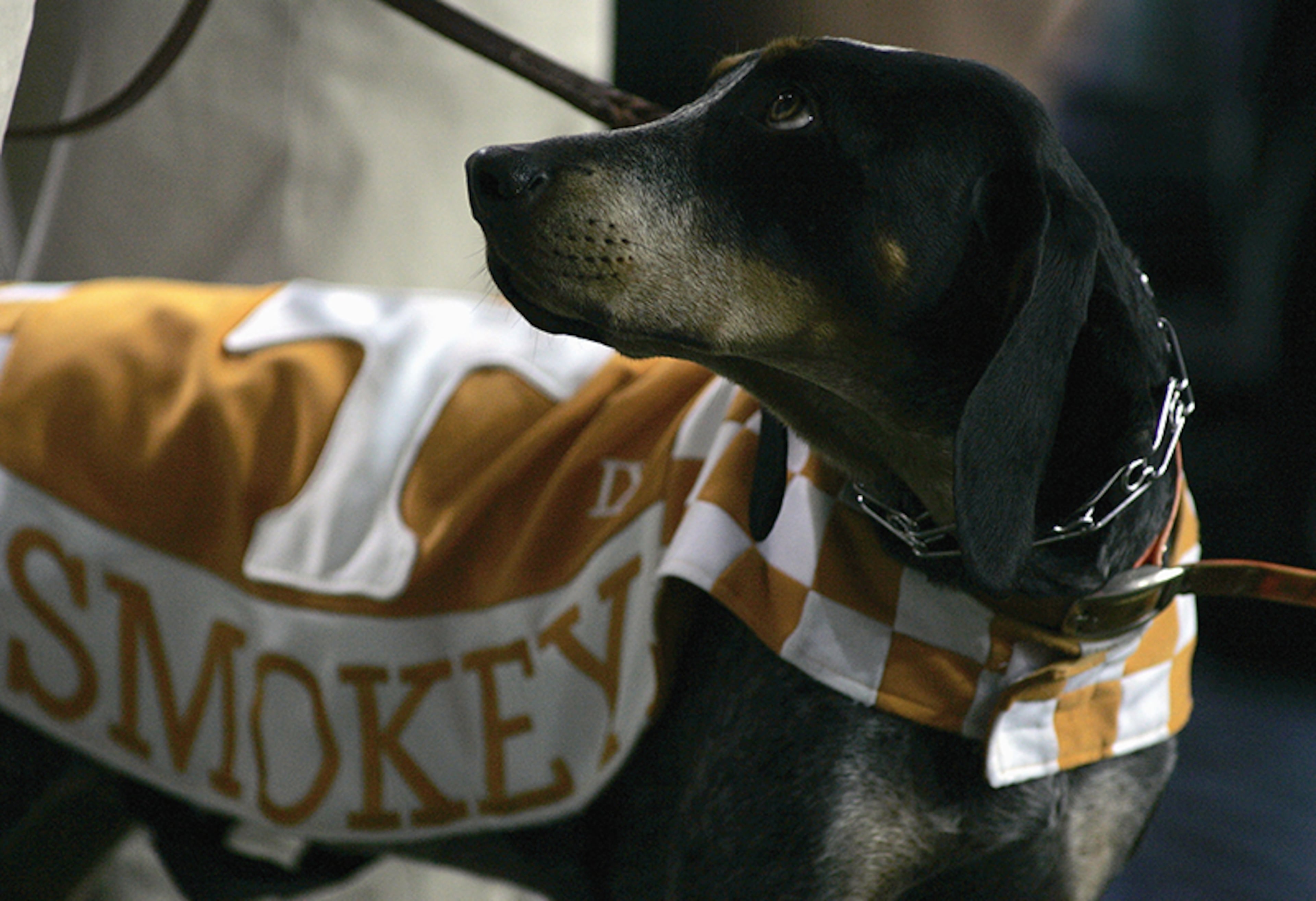 5. Smokey, a Bluetick Coonhound mascot, leads the Volunteers on the field for football games.