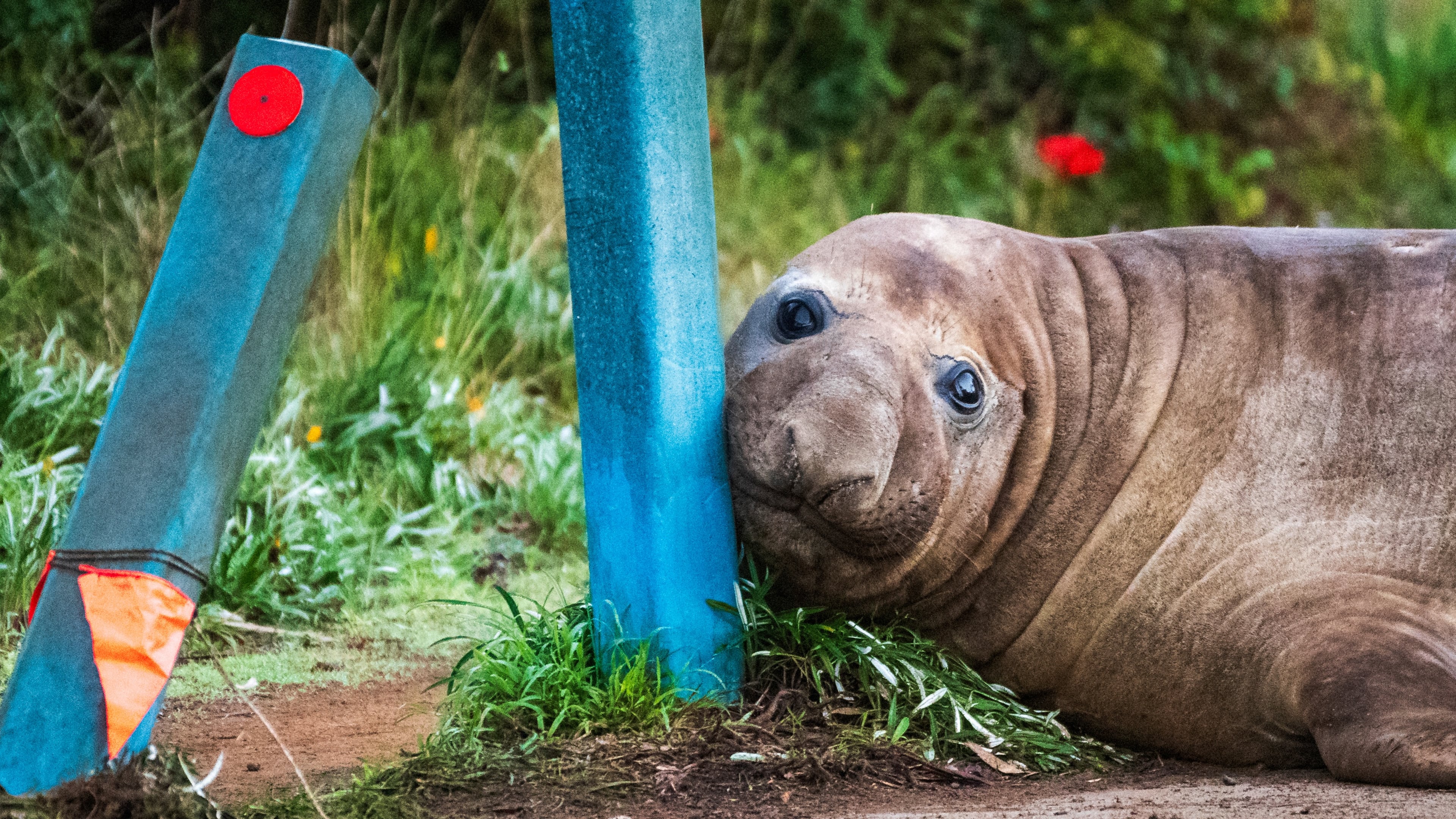 In this photo provided by Sam Volker Photography, Neil the Seal, a 1,000 kg (2,200 pound) elephant seal, nuzzles up to bollards he has damaged in Tasmania, Australia, June 27, 2026. (Sam Volker Photography via AP)