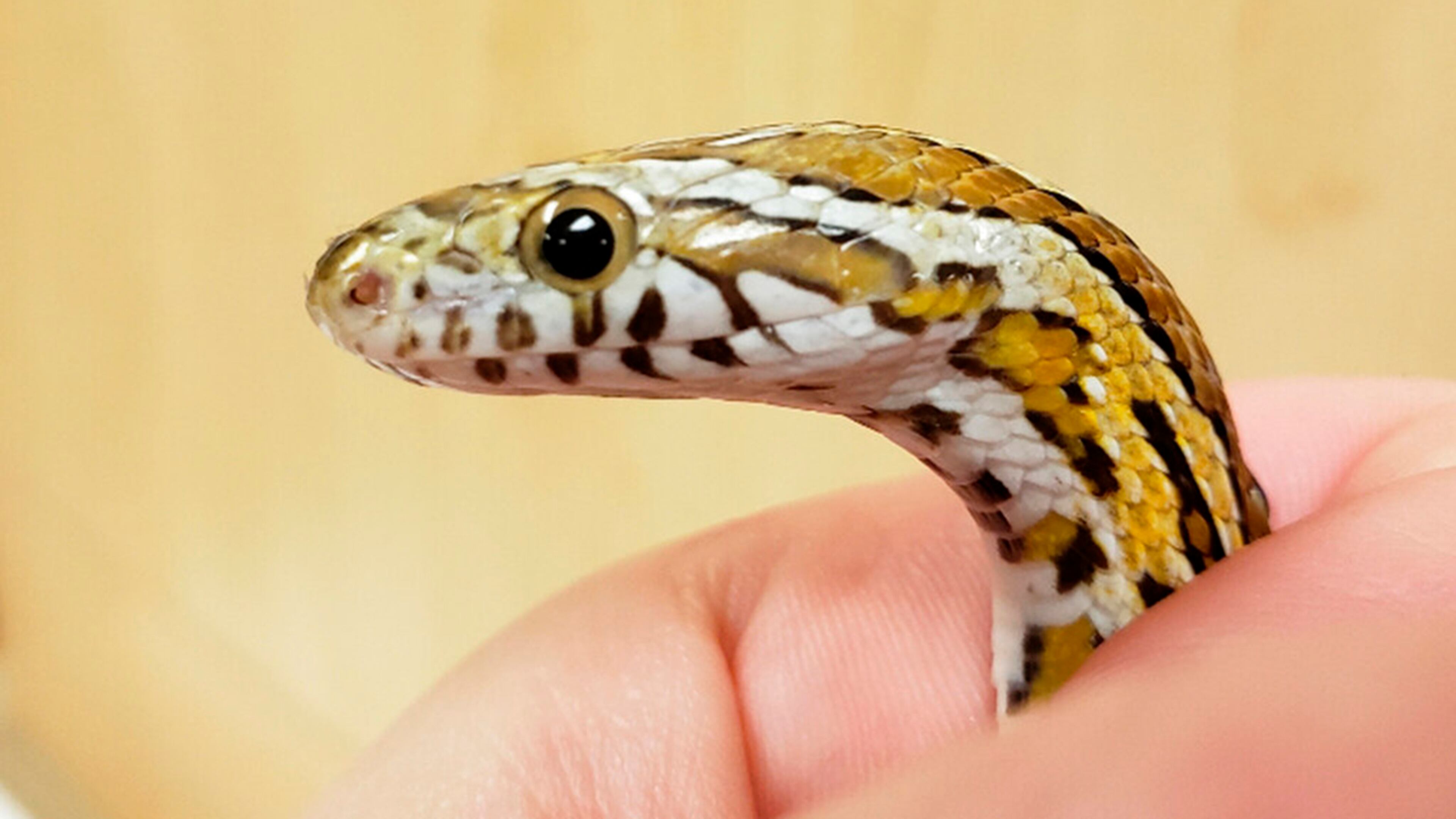 In this May 8, 2019, photo provided by Chicago Exotics, veterinarian Dr. Melissa Giese of Chicago Exotics Animal Hospital holds a corn snake. The snake was found in Sanela Kamencic's washing machine in Evanston, Ill., after surviving the wash cycle.
