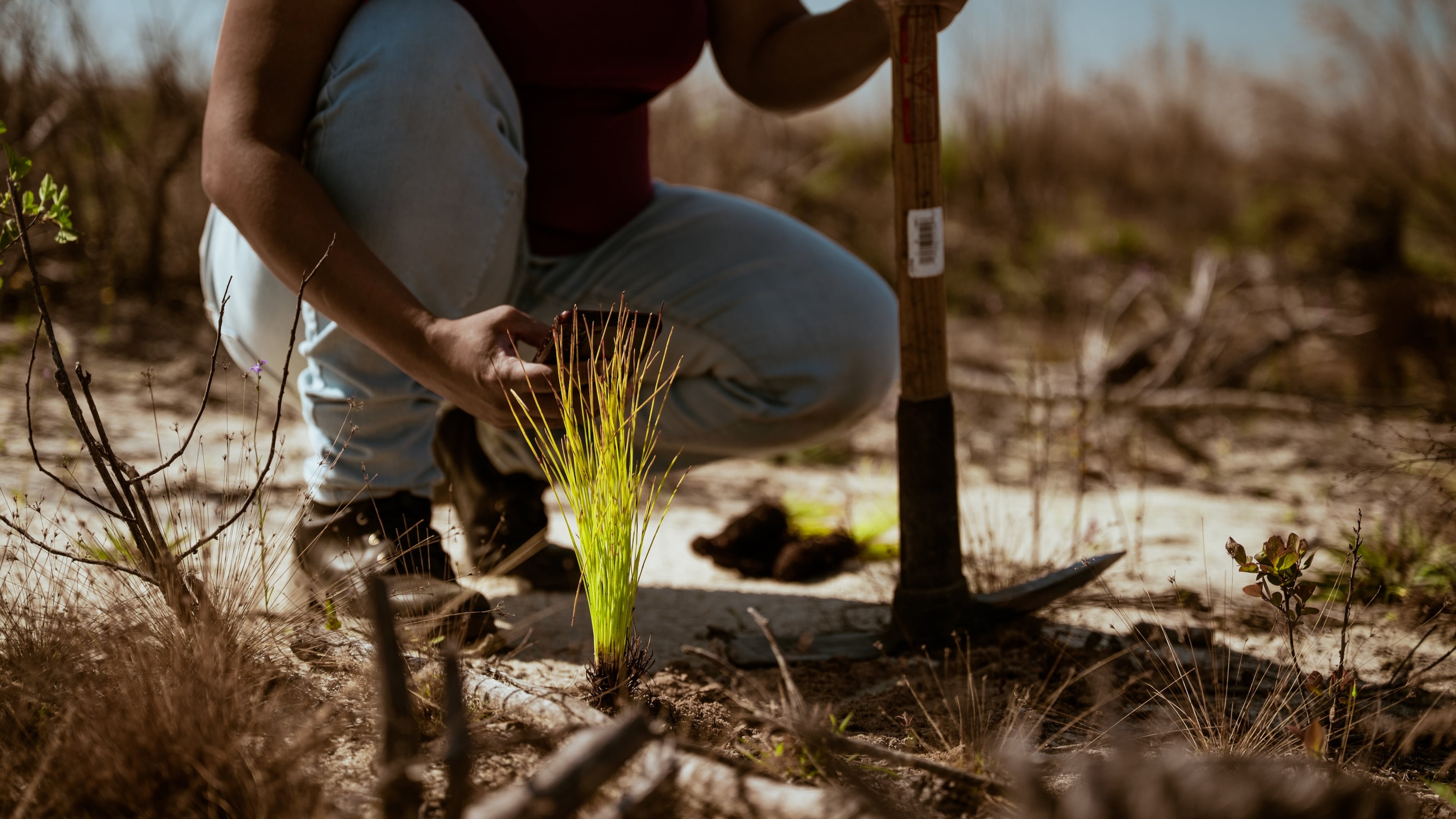 Longleaf pine forests used to encompass 90 million acres across the Southeast. Longleaf Distilling Co. plants one seedling per bottle sold in hopes of restoring decimated forests in Georgia.
(Courtesy of Longleaf Distilling Co.)
