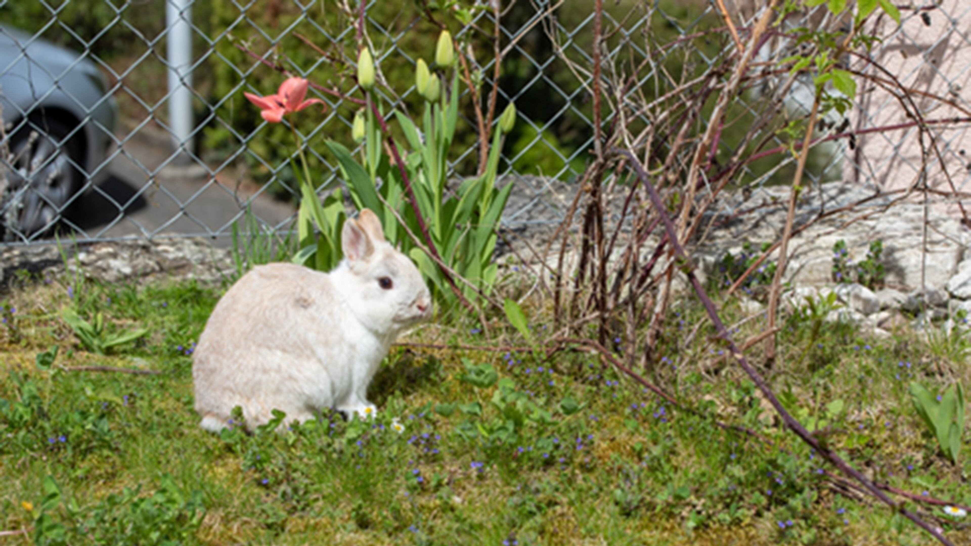 What has been nibbling the rosebuds and leaves? Loss of roses and leaves on the shrub has reader wondering if the varmint responsible is a rabbit. (Dreamstime/TNS)