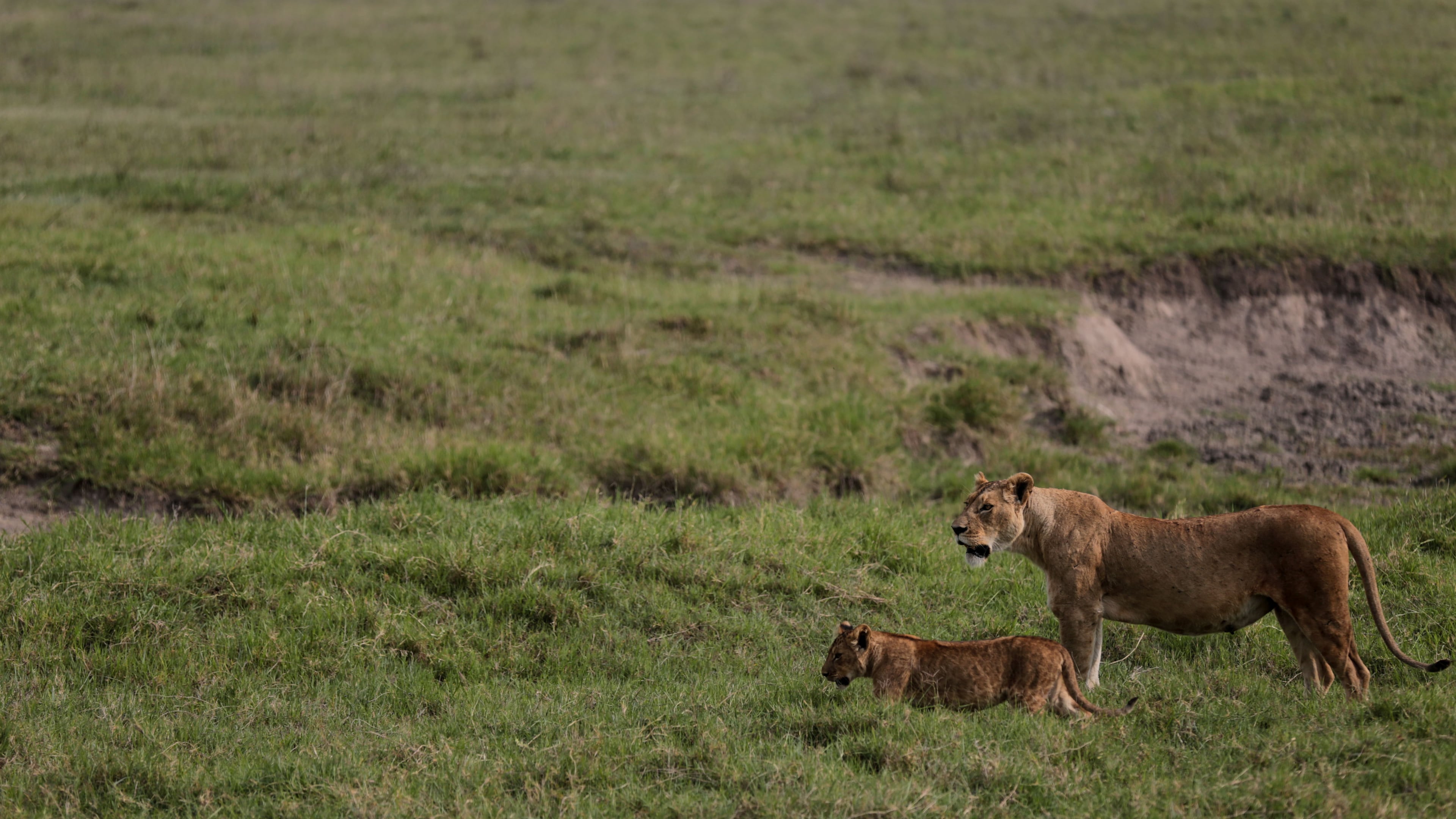 FILE - Lions walk in the Ngorongoro Crater in Ngorongoro Conservation Area, west of Arusha, northern Tanzania, Monday, Jan. 19, 2015. (AP Photo/Mosa'ab Elshamy, File)