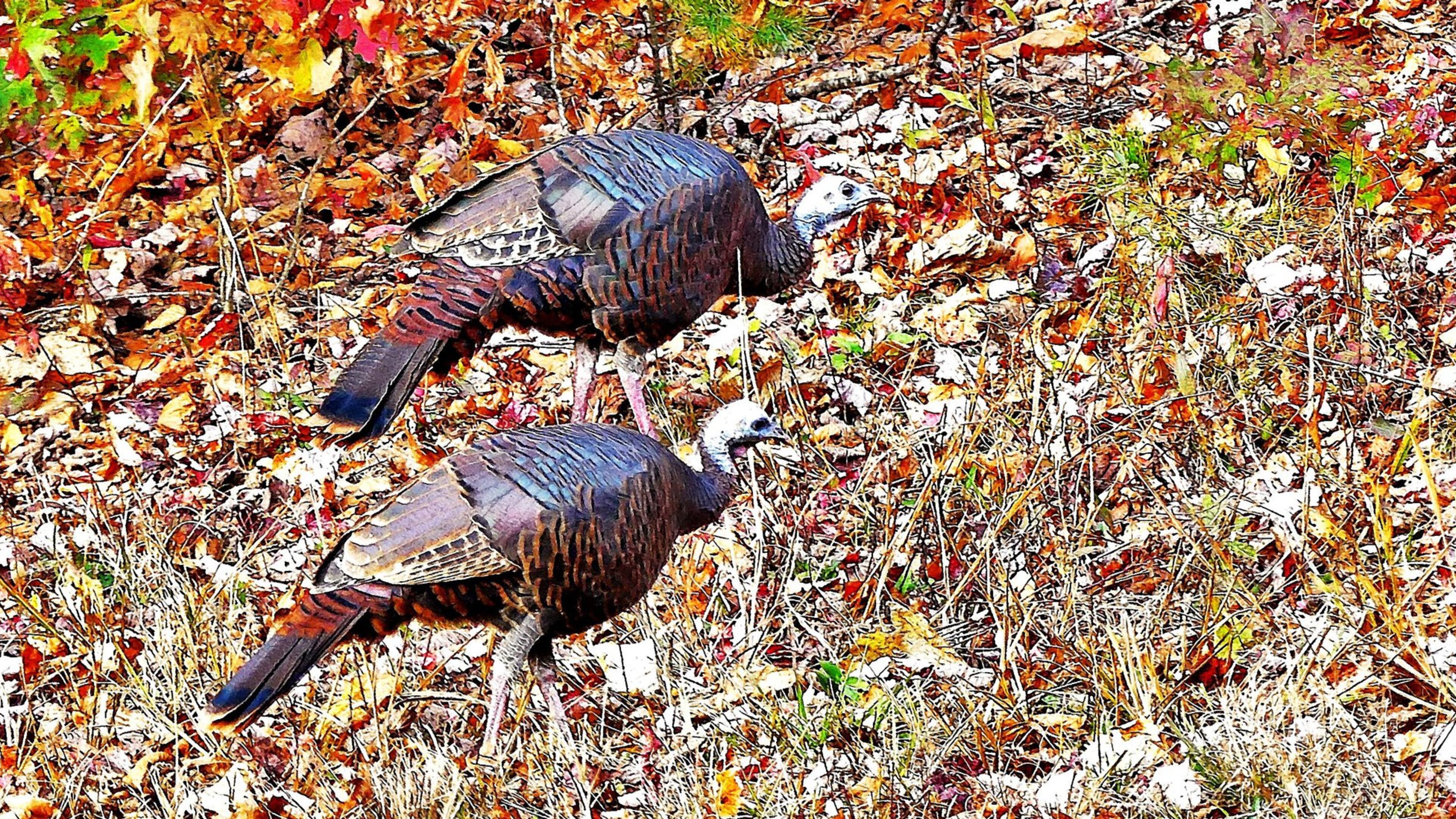 Young wild turkeys forage in the Chattahoochee National Forest in Union County. The Eastern wild turkey has made an amazing comeback since the early 1900s when it became nearly extinct due to overhunting and intensive logging. CHARLES SEABROOK