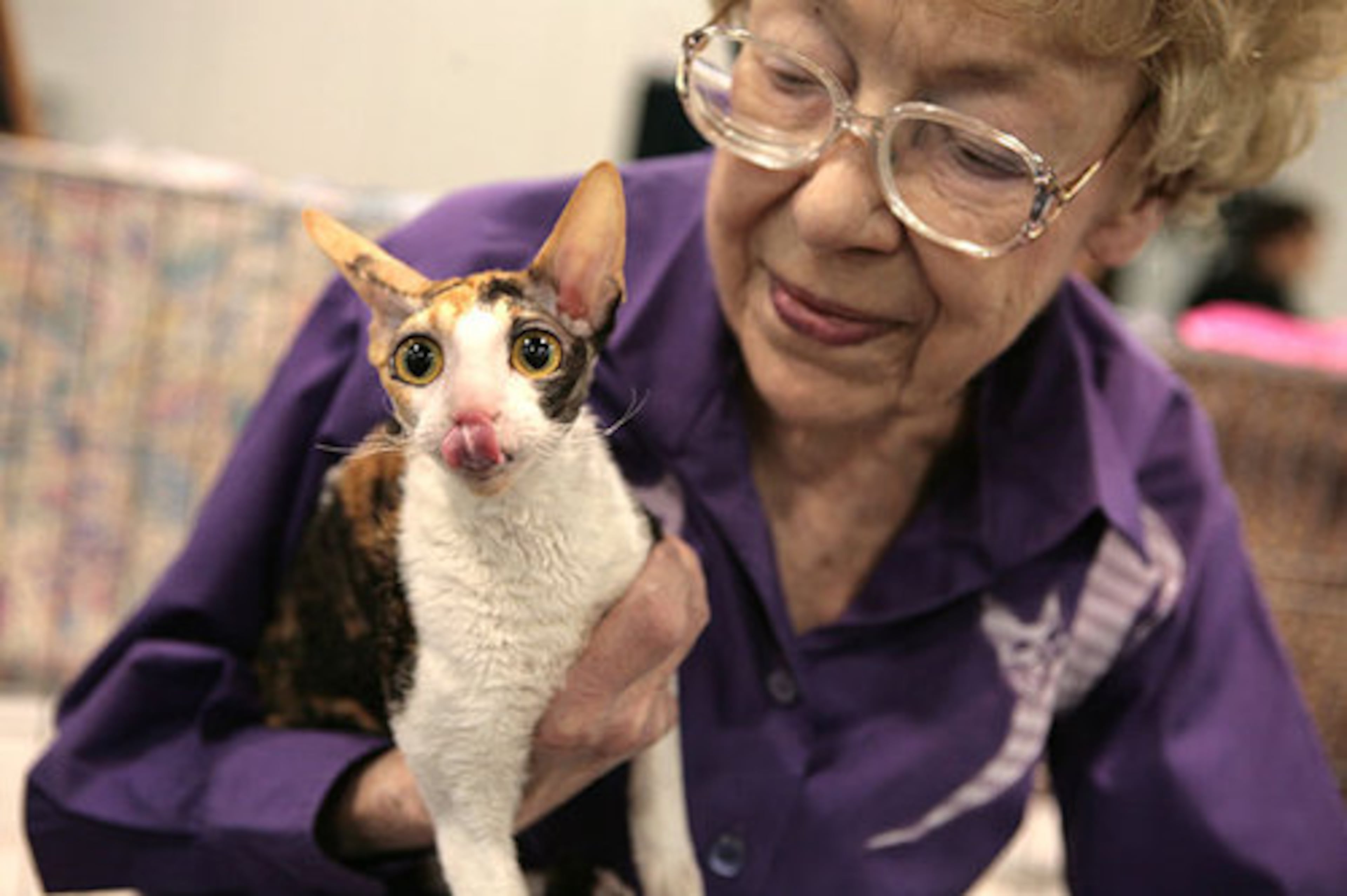 Pat Kelty of Edmonds, Wash., holds her 8-month old calico Cornish Rex, Kicho Na, in the benching area during the Cat Fanciers' Association (CFA) International Cat Show at the Georgia International Convention Center in College Park on Nov. 23, 2008.