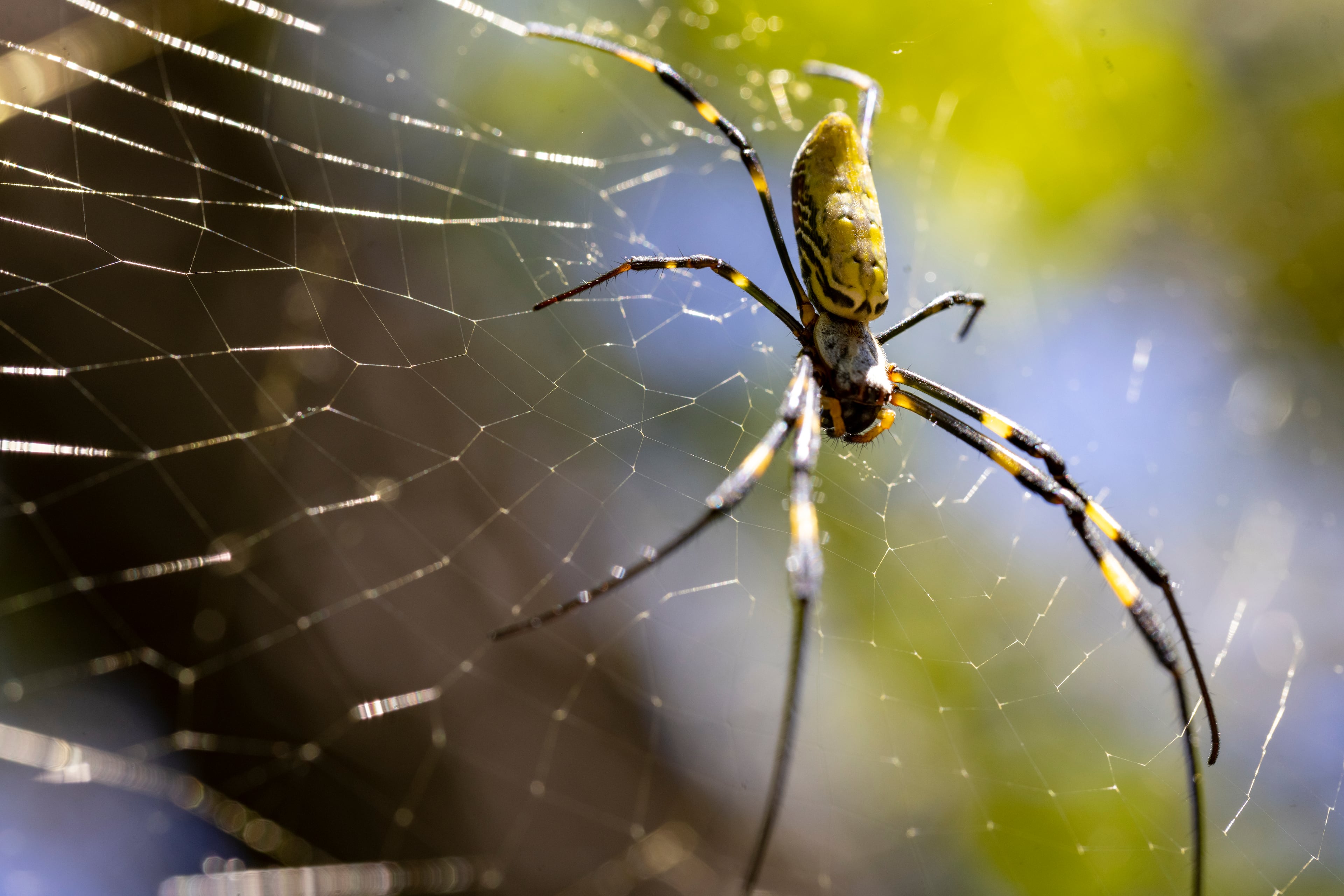 A female Joro spider at a residence in Athens. (UGA’s Odum School of Ecology)