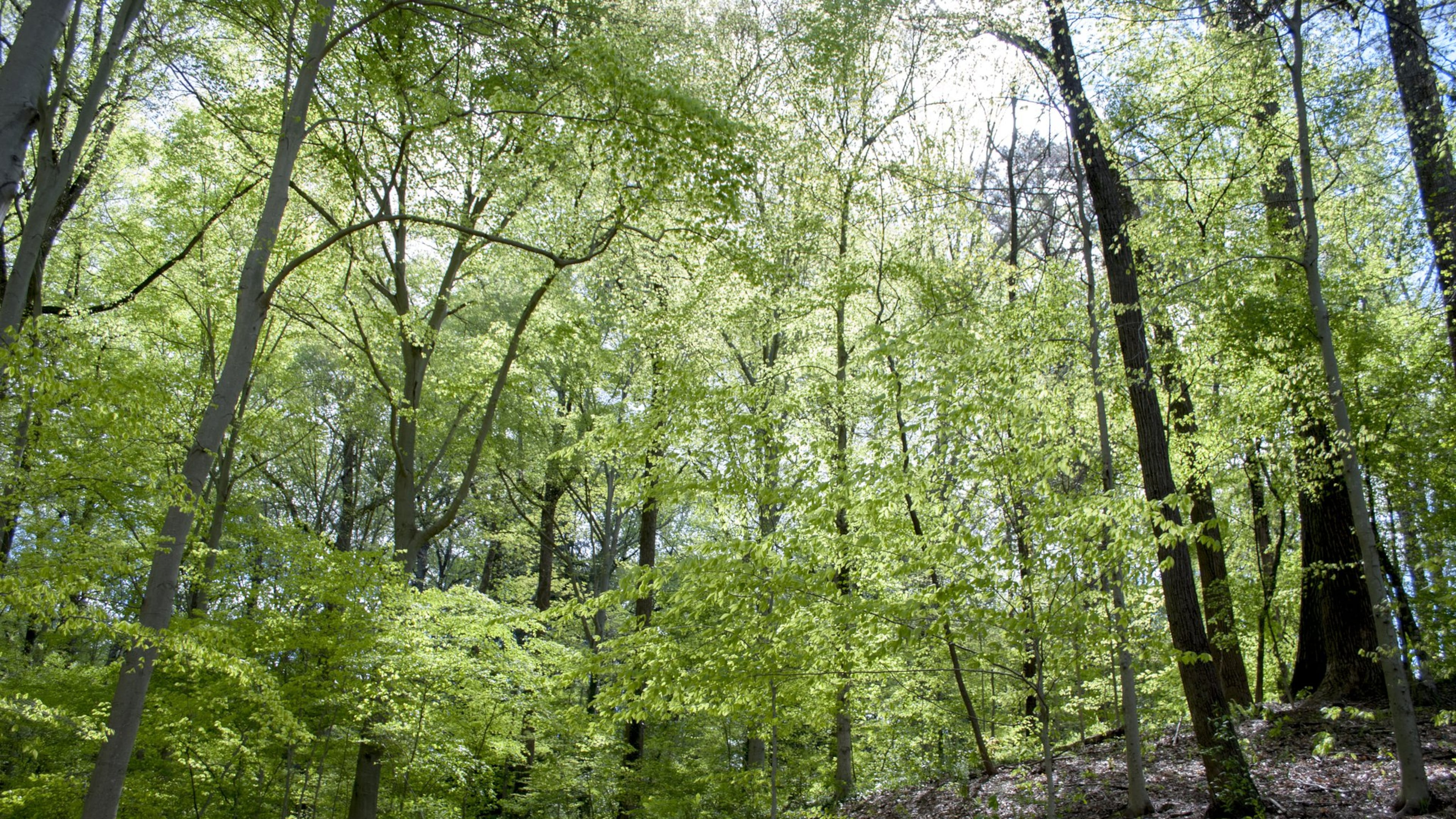 Fernbank Forest has more than two miles of wandering paths beneath ancient trees, some of which tower 16 stories high. CONTRIBUTED BY FERNBANK MUSEUM OF NATURAL HISTORY