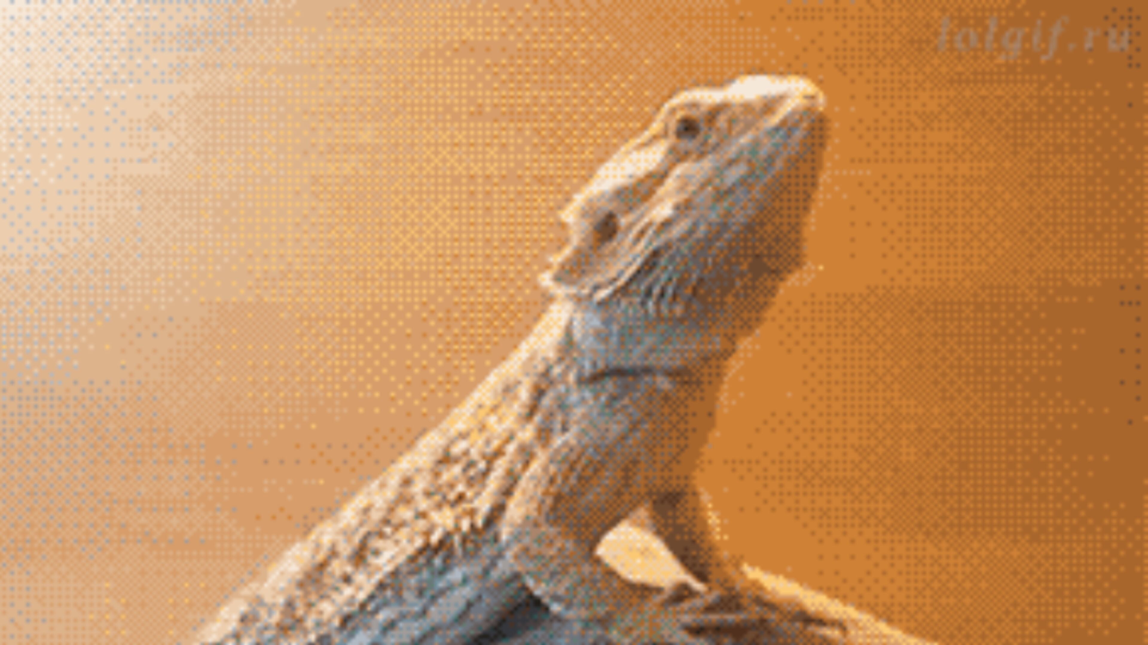 This bearded dragon gave a person a wave.