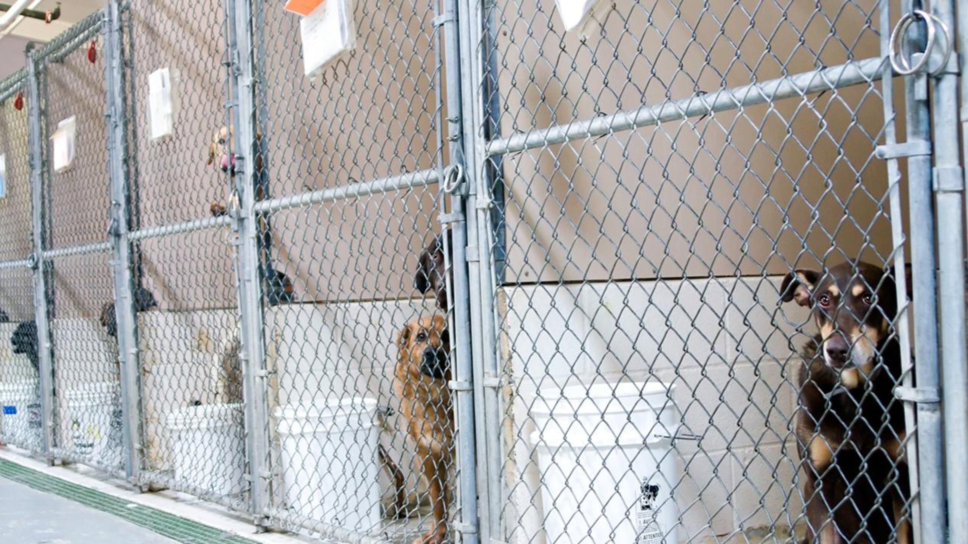 Dogs awaiting adoption in kennels