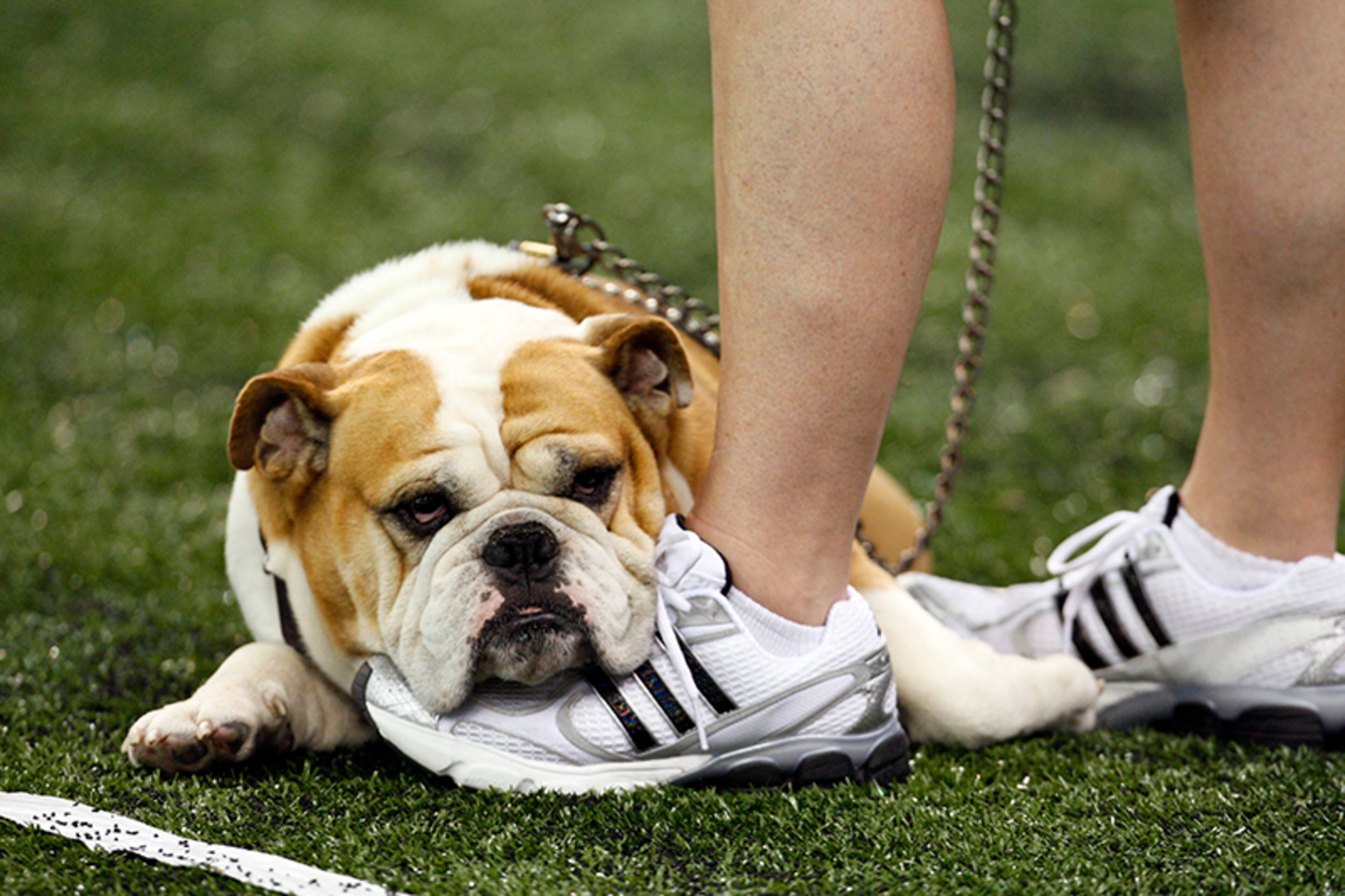 6. "Bully" is the title given to the English Bulldog since 1935 that represents the Mississippi State Bulldogs - one of two in the SEC.