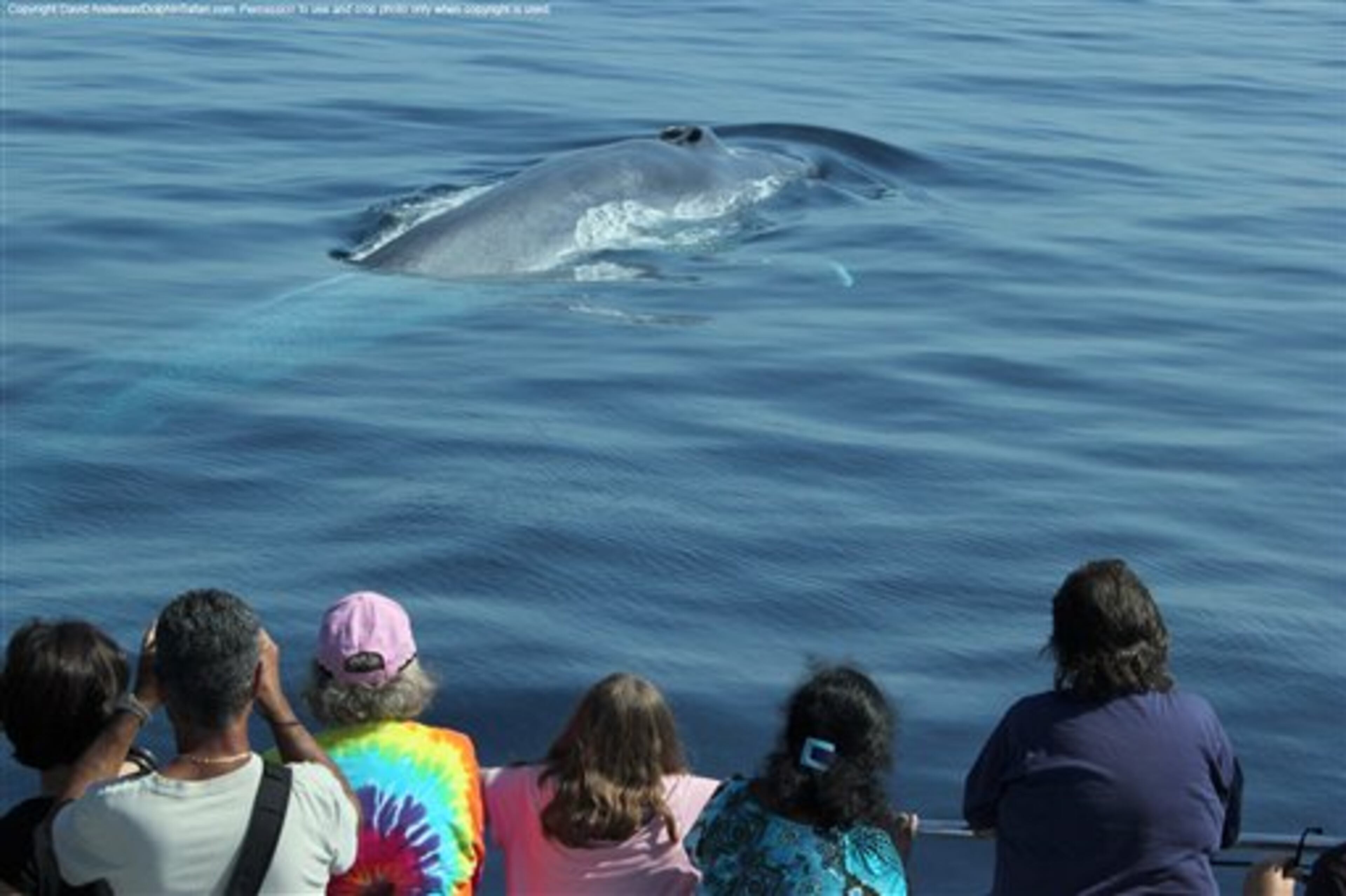 In an undated photo provided Monday, Aug. 21, 2012, by Captain David Anderson's Dolphin and Whale Safari in Dana Point, Calif., spectators watch whales off the coast of southern California. Endangered blue whales, the world's largest animals, are being seen in droves off the northern California coast, lured by an abundance of their favorite food _ shrimp-like creatures known as krill. Whale-watching tour operators are reporting a bumper harvest of blue whales, orcas, humpbacks and binocular-toting tourists eager to witness the coastal feeding frenzy. (AP Photo/ Captain David Anderson's Dolphin and Whale Safari)