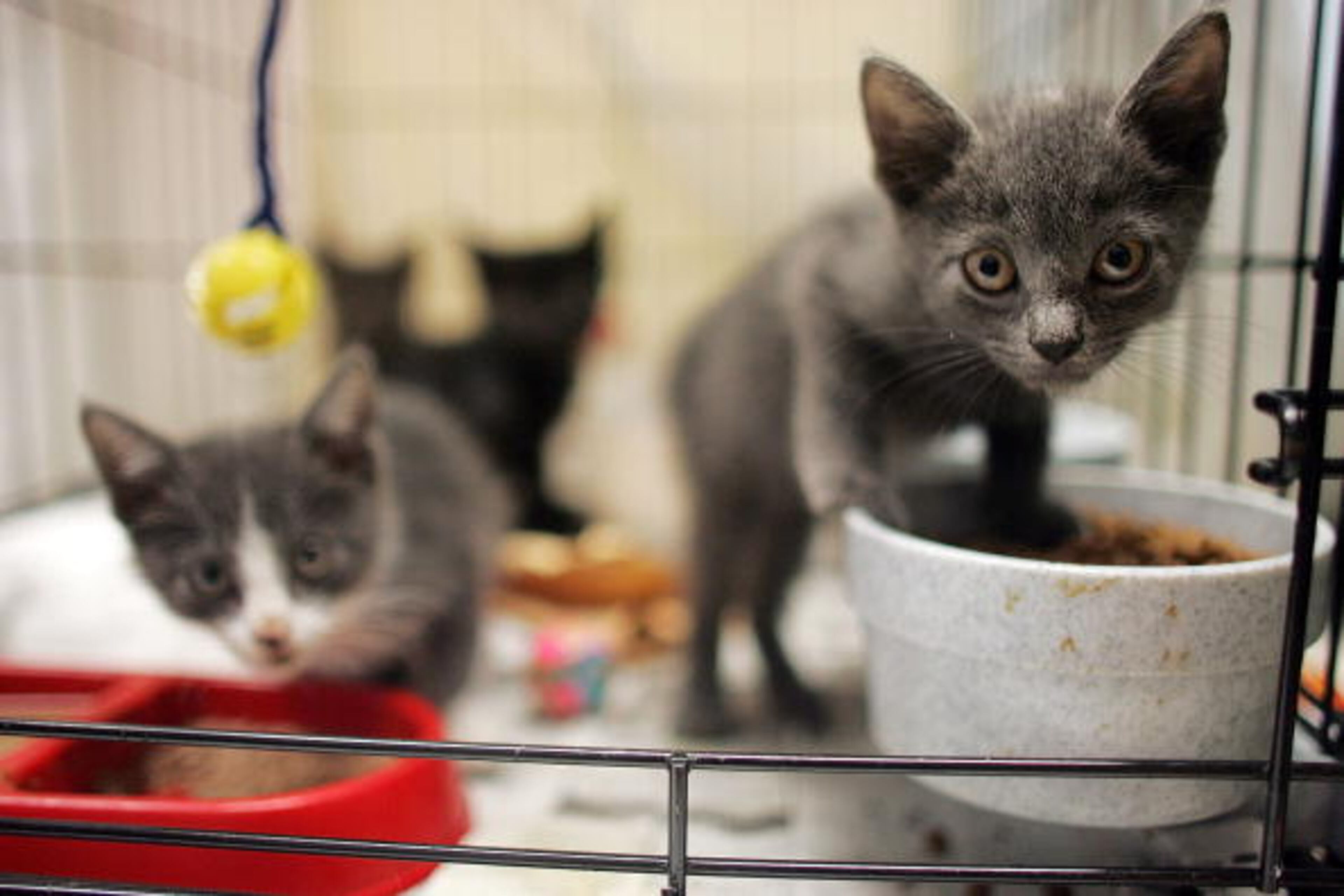 NEW ORLEANS - MAY 30: Homeless kittens look up from the cage at Animal Rescue New Orleans headquarters May 30, 2007 in New Orleans, Louisiana. The grass-roots group shelters animals that were left behind following Hurricane Katrina or have been separated from their owners. According to the LA/SPCA about 104,000 pets were left behind after the storm and 88,700 pets are still unaccounted for. (Photo by Mario Tama/Getty Images)