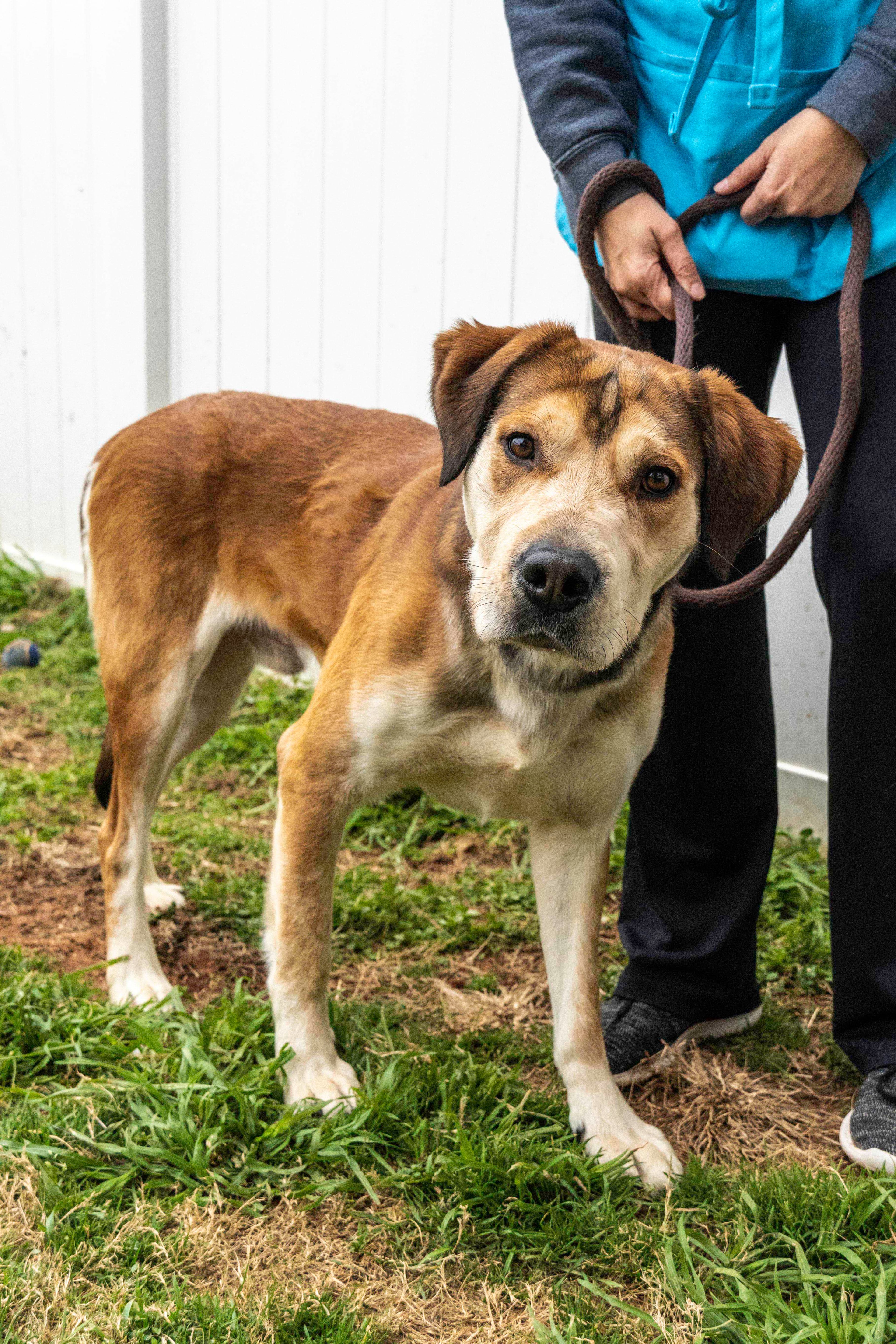 Klause is available for adoption from Lifeline Community Animal Center (3180 Presidential Drive).