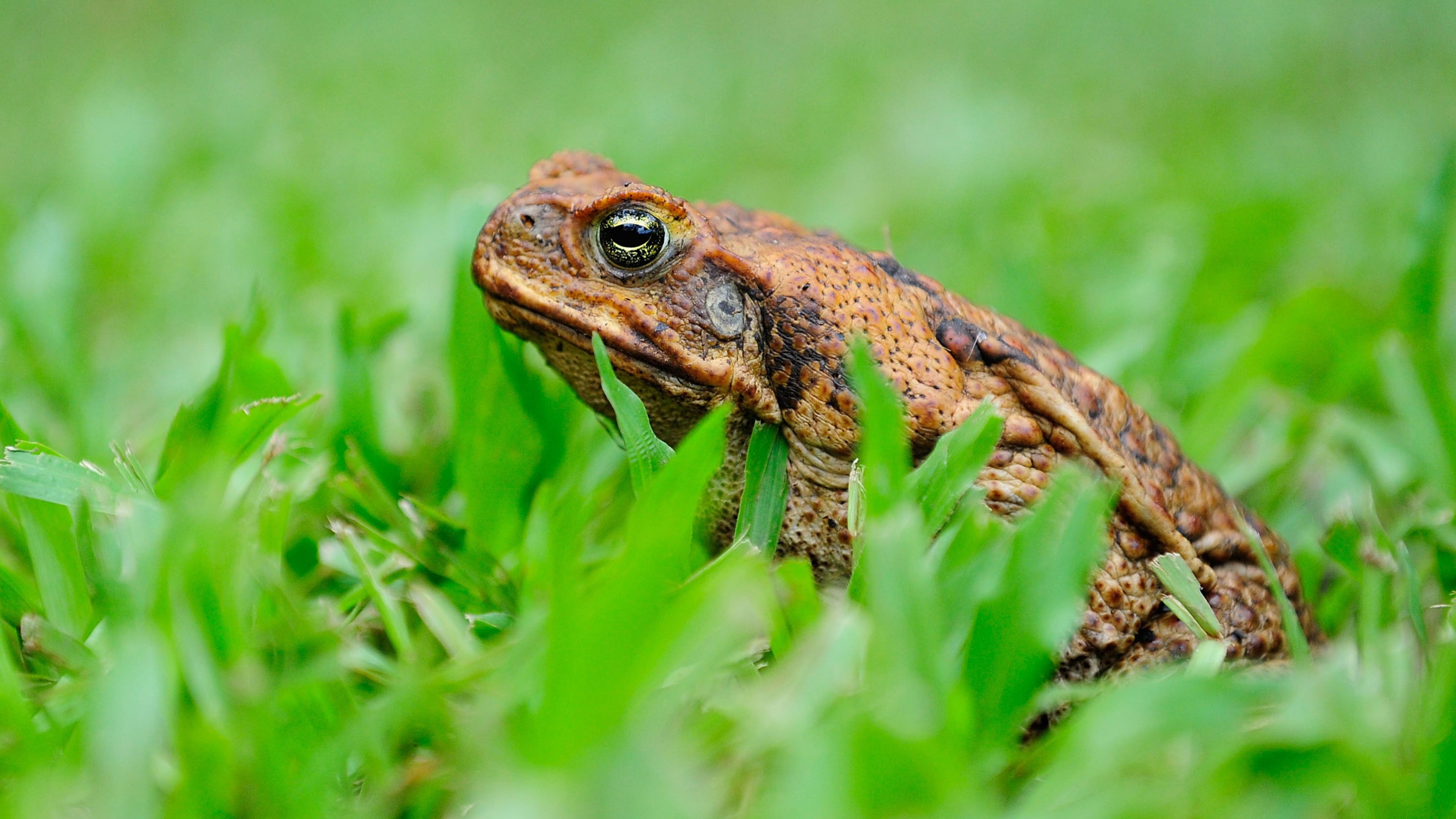 About a dozen cane toads were photographed hitching a ride on a python during a heavy rain storm in Australia.