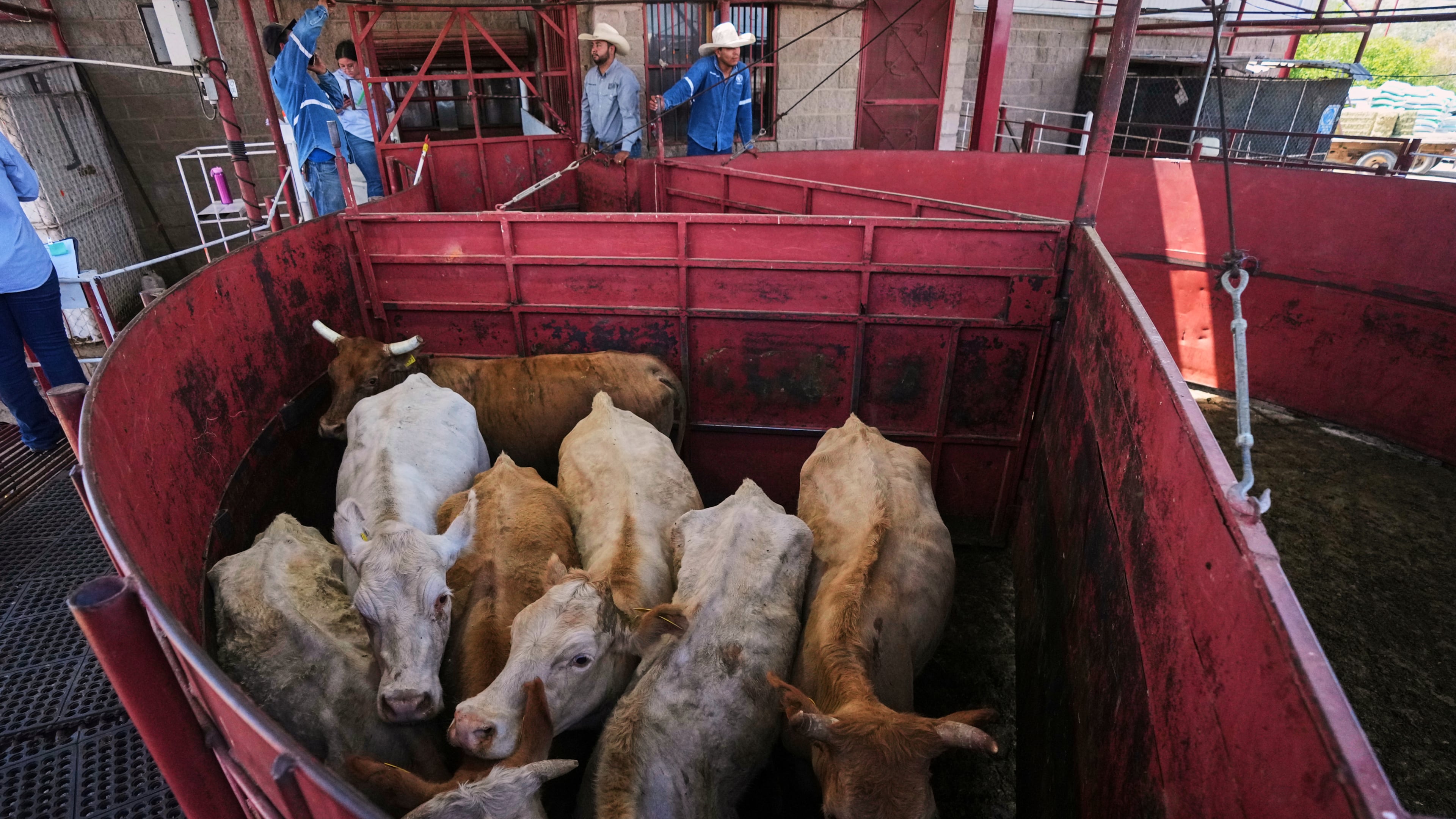 FILE - Cows are fenced in before being displayed at a cattle auction in Hermosillo, Sonora state, Mexico, on July 29, 2025. (AP Photo/Fernando Llano, File)
