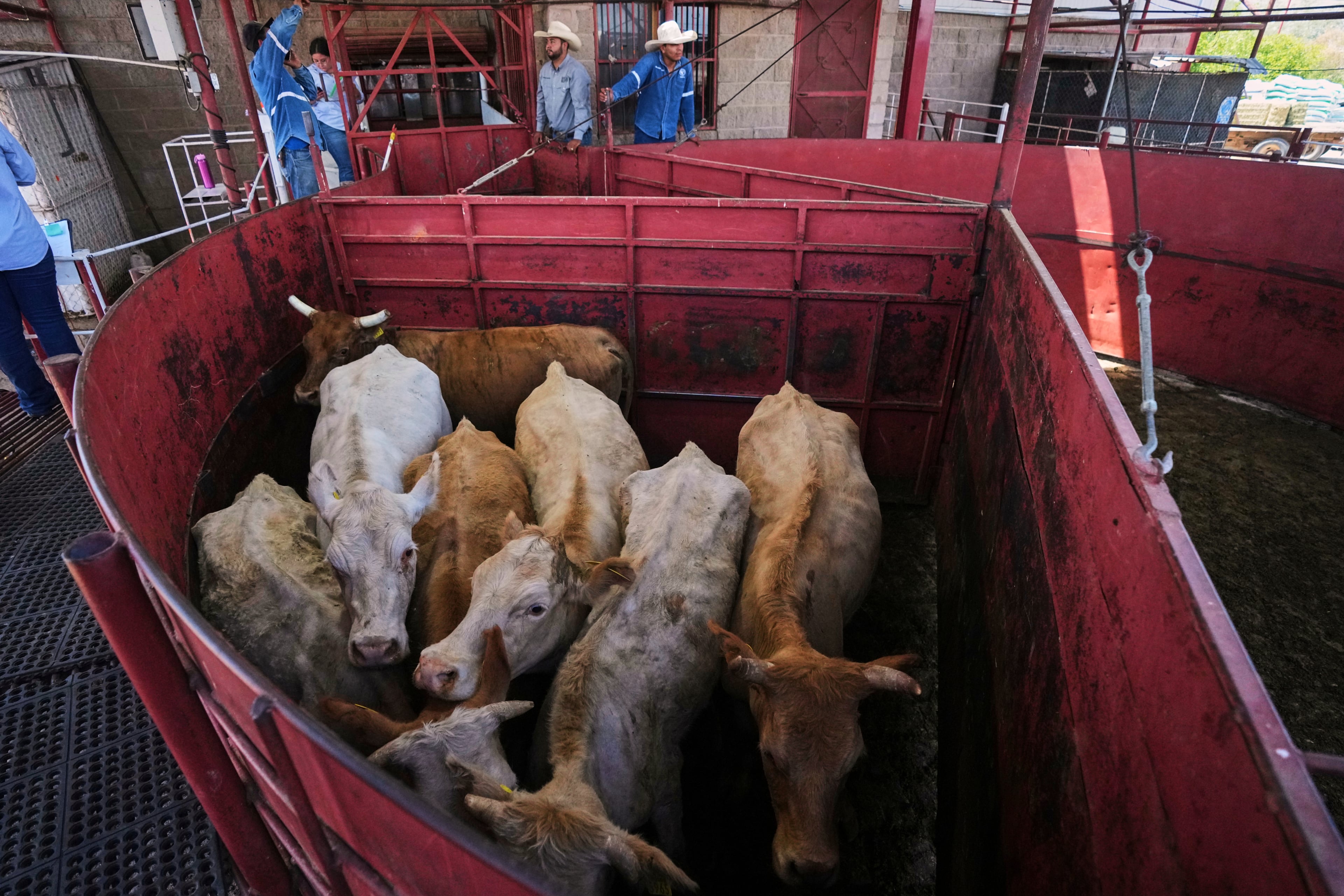 Cows are fenced in before being displayed at a cattle auction in Hermosillo, Sonora state, Mexico, last July. (Fernando Llano/AP)
