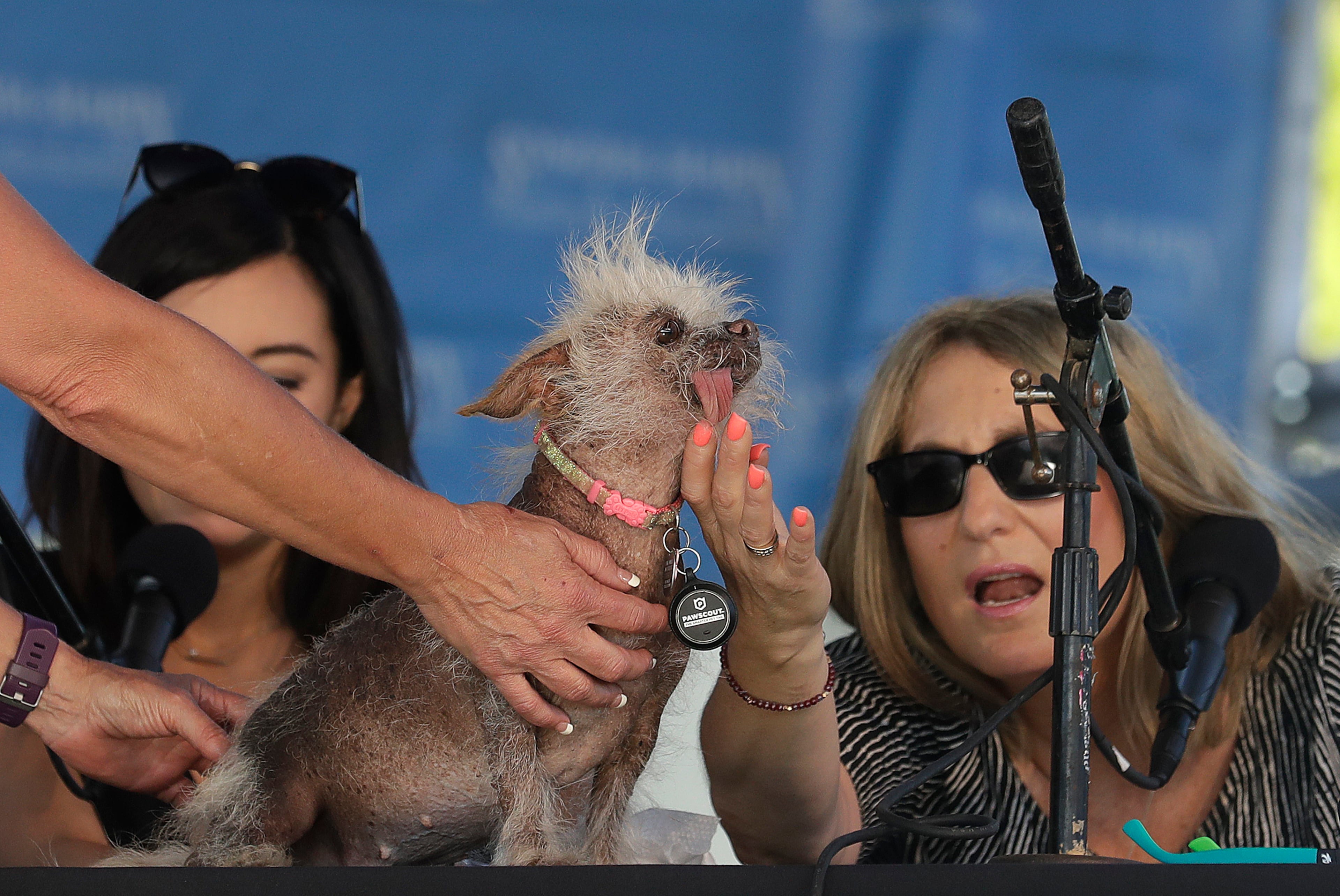 Josie, a Chinese Crested mix, is checked by judges Debbie Abrams, right, and Jo Ling Kent during the World's Ugliest Dog Contest at the Sonoma-Marin Fair in Petaluma, Calif., Saturday, June 23, 2018. Josie finished third in the contest. (AP Photo/Jeff Chiu)