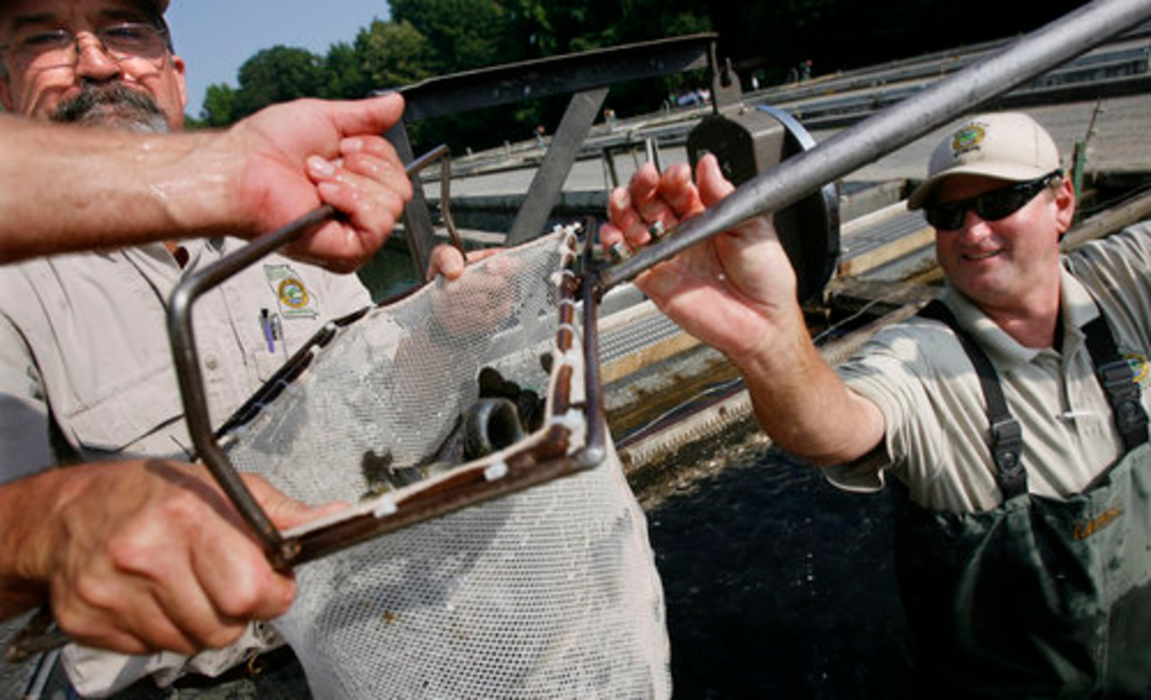 Patrick Markey weighs each load of rainbow trout before putting them in a stocking truck for distribution in North Georgia rivers and waterways. The hatchery, operated by the Georgia Department of Natural Resources, is open from 7:30 a.m. to 4:30 p.m. daily and welcomes visitors.