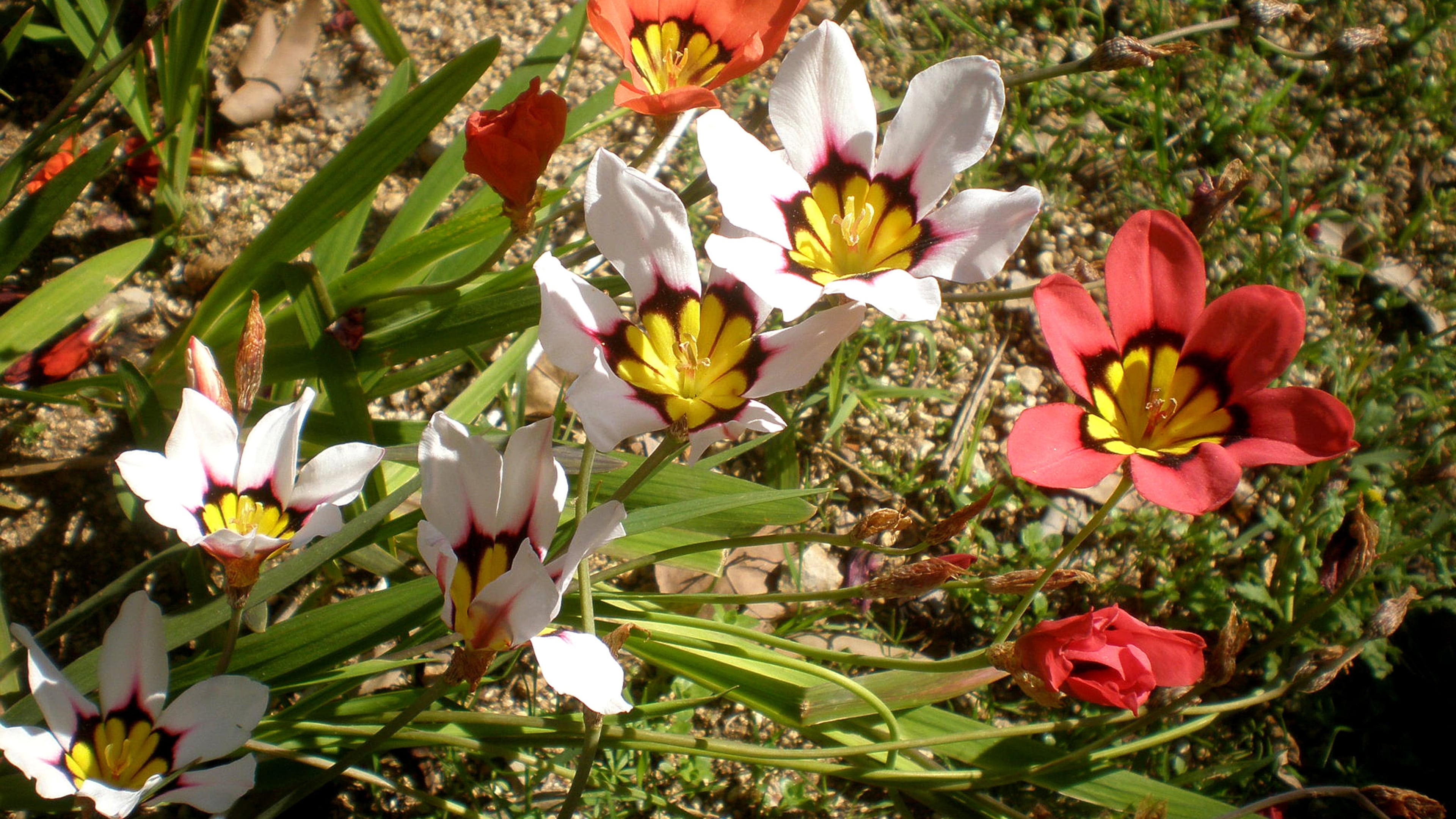 The flowers of sparaxis tricolor hybrids offer large and very interesting flowers at close range. (Handout/TNS)