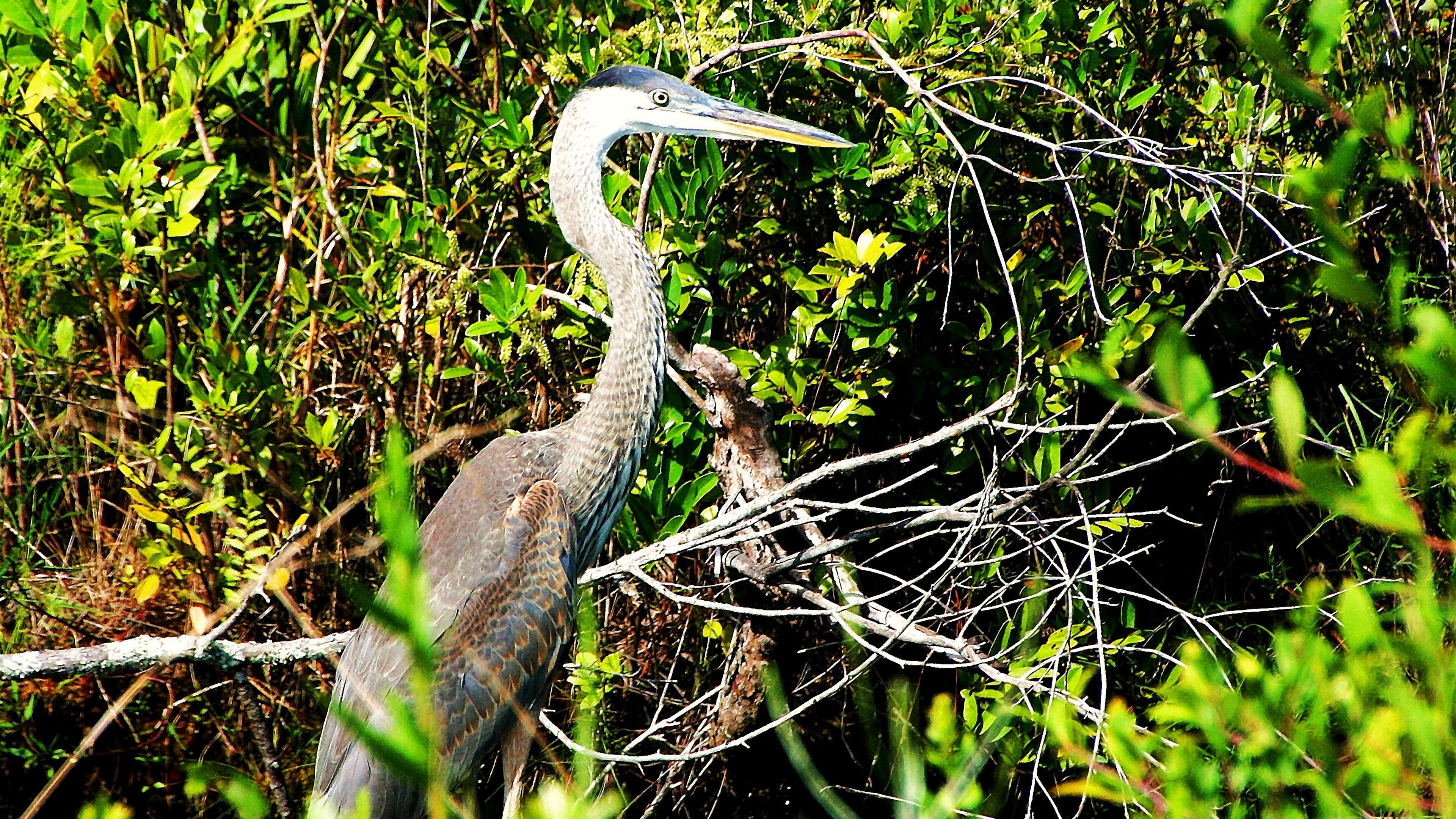 A variety of birds, like this great blue heron in the Okefenokee Swamp, can be seen in the 17 sites along Georgia's Colonial Coast Birding Trail. The Okefenokee is one of the sites. (Charles Seabrook for The Atlanta Journal-Constitution)