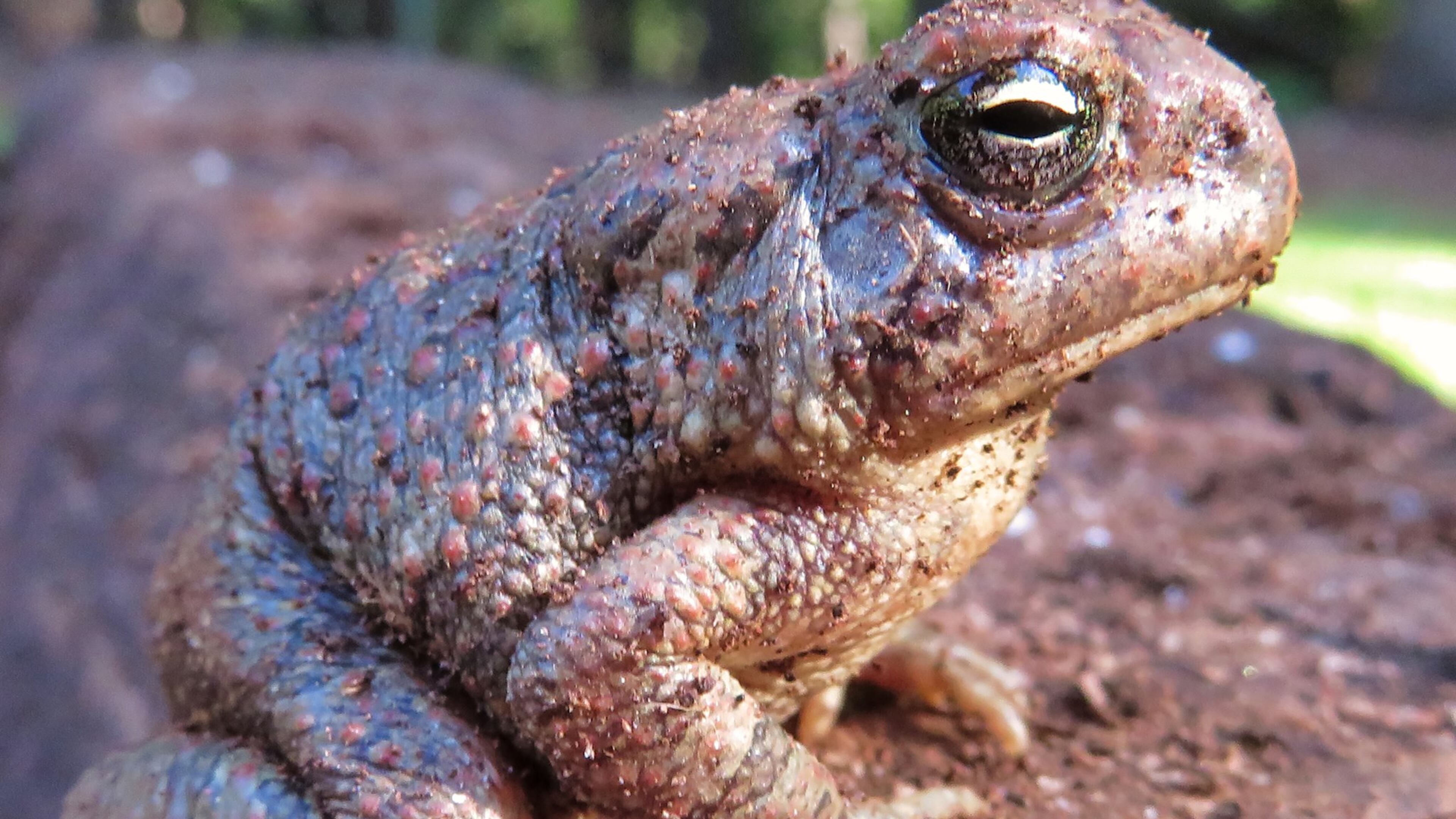 David Libman of Lilburn took this picture of a tiny toad or frog (maybe 1.5 - 2 inches long) in his back yard in late August. “The extreme closeup makes it appear bigger than it really is,” he wrote.